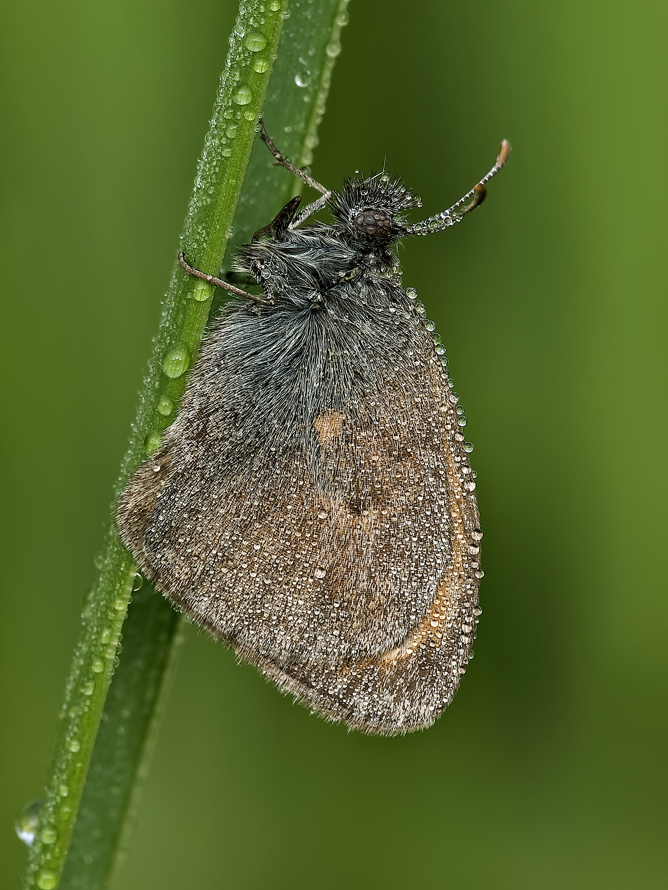 butterfly wet with dew