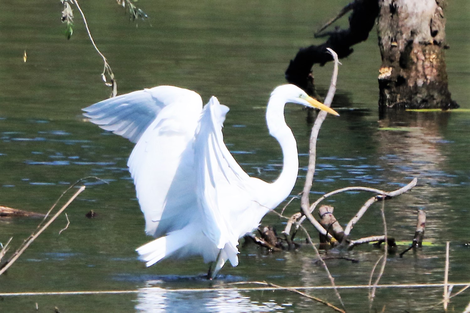 Great white heron