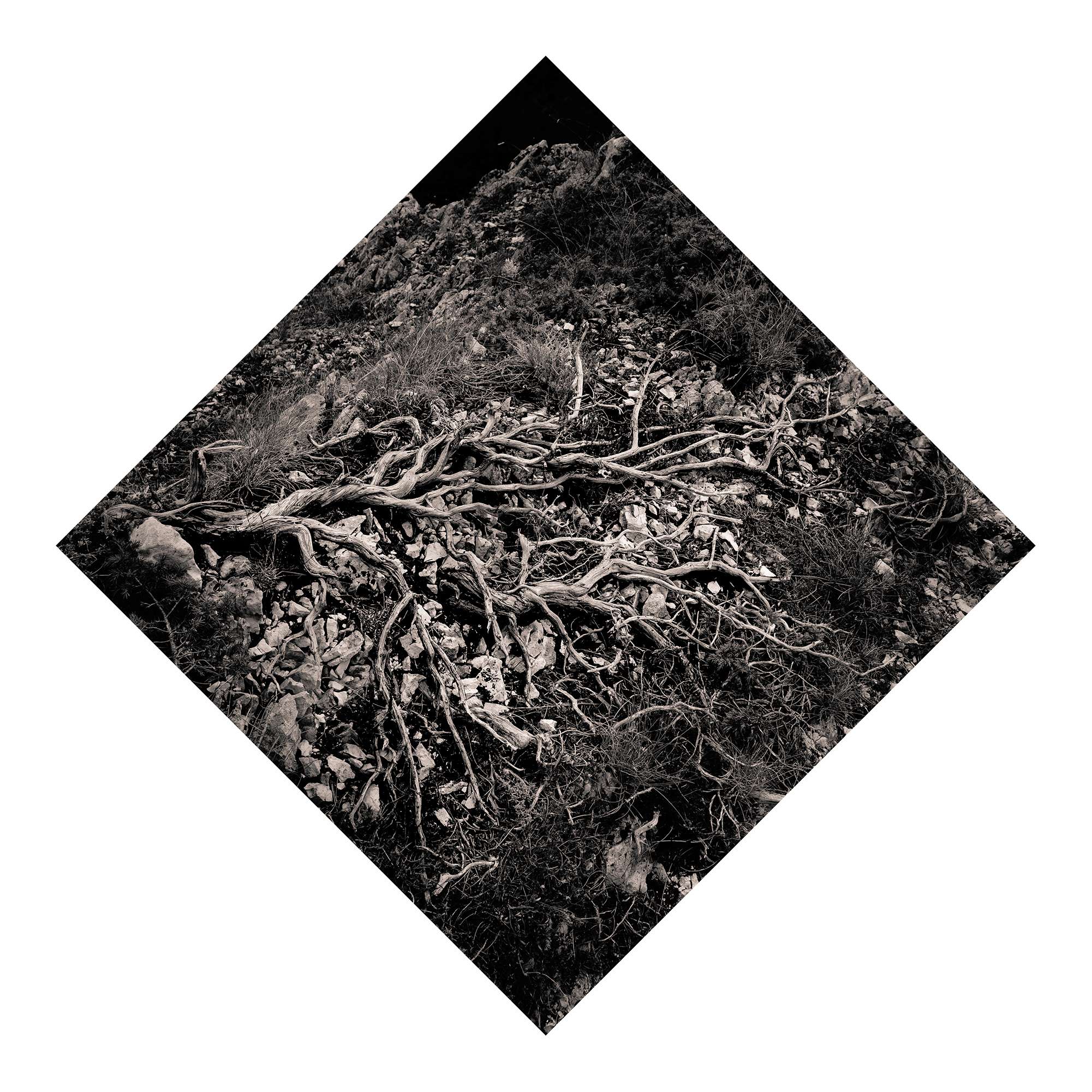 Juniperus - Studio n. 1