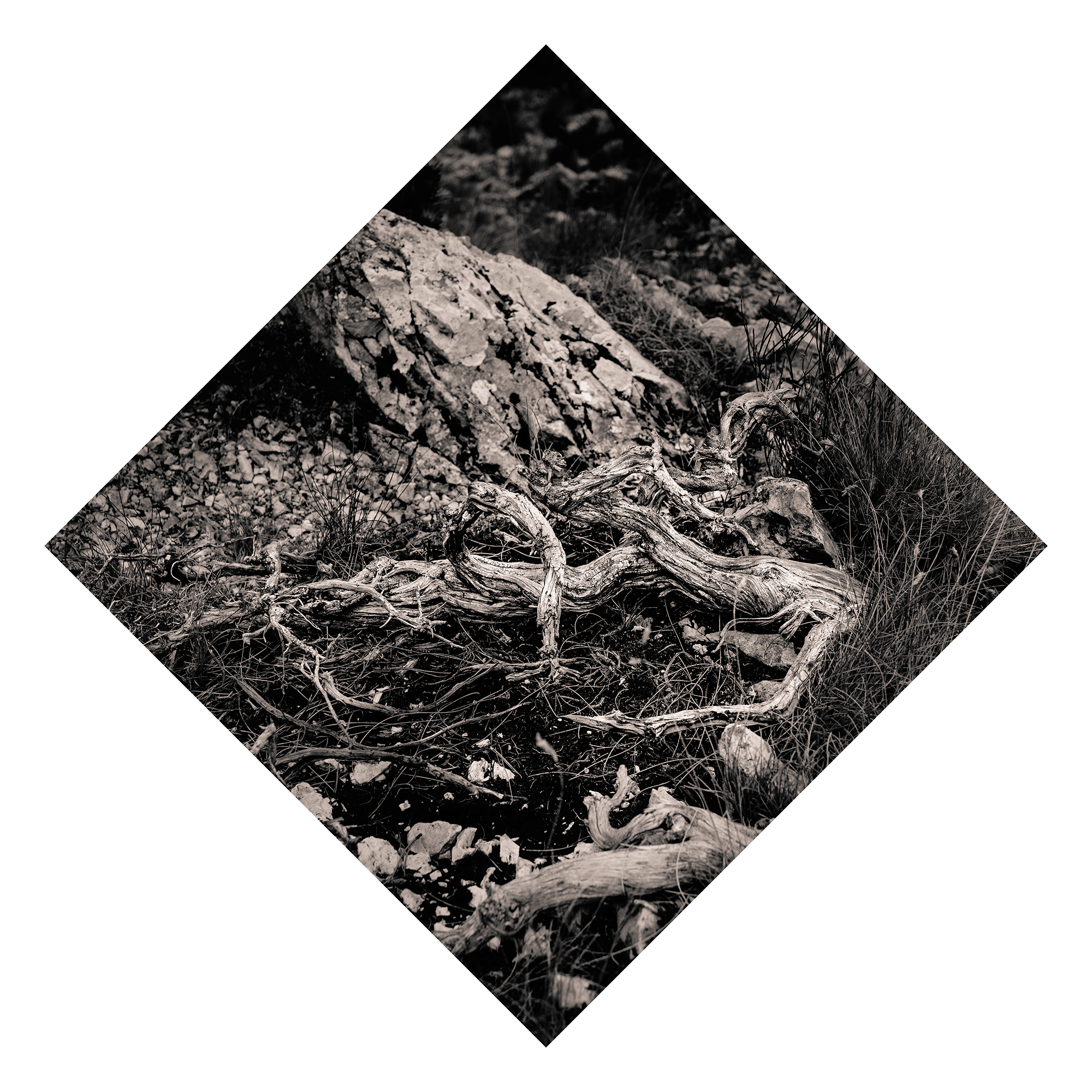 Juniperus - Studio No. 2