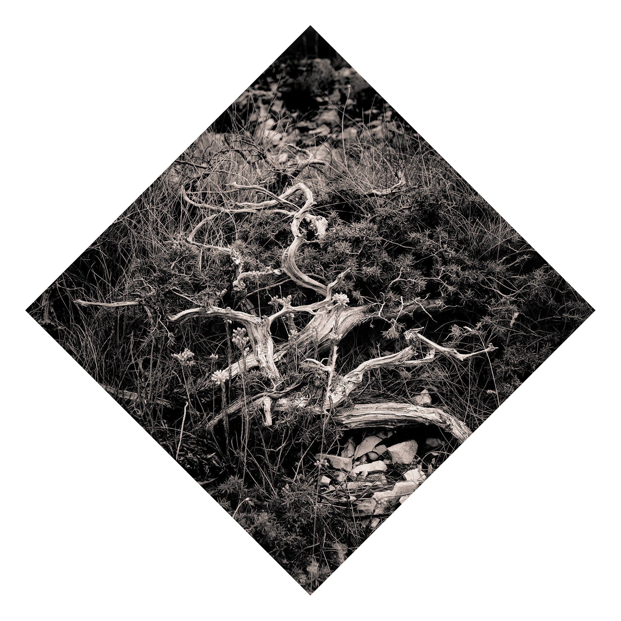 Juniperus - Studio No. 3