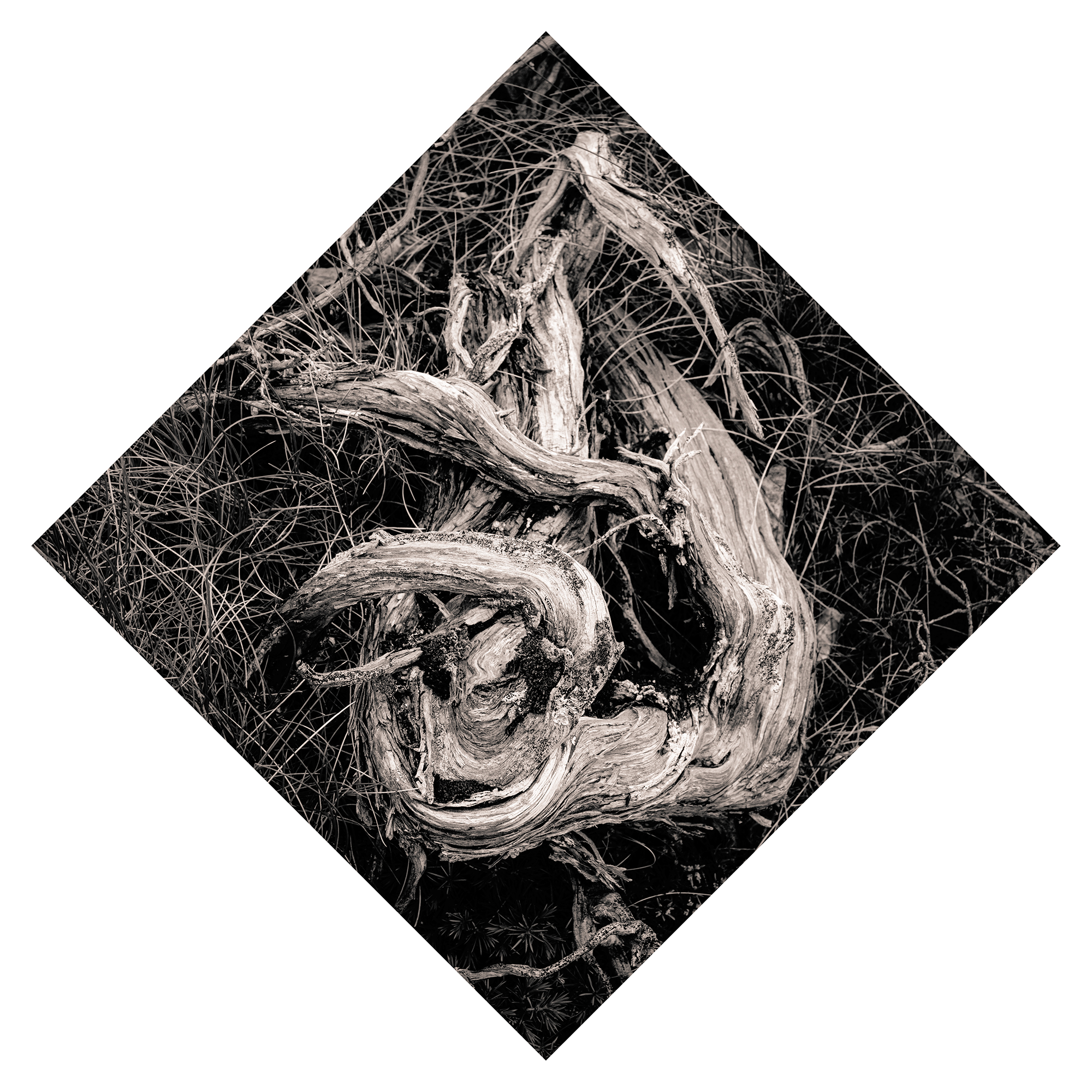 Juniperus - Studio No. 4