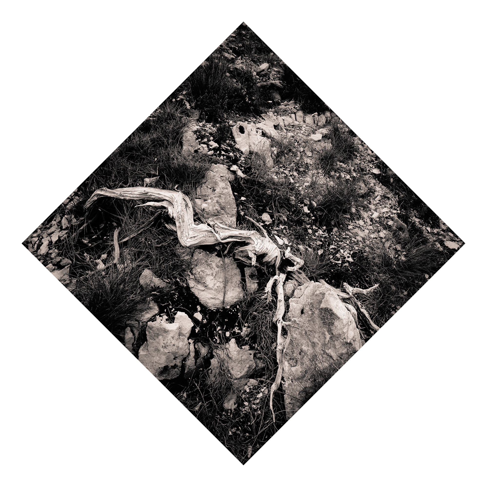 Juniperus - Studio No. 5