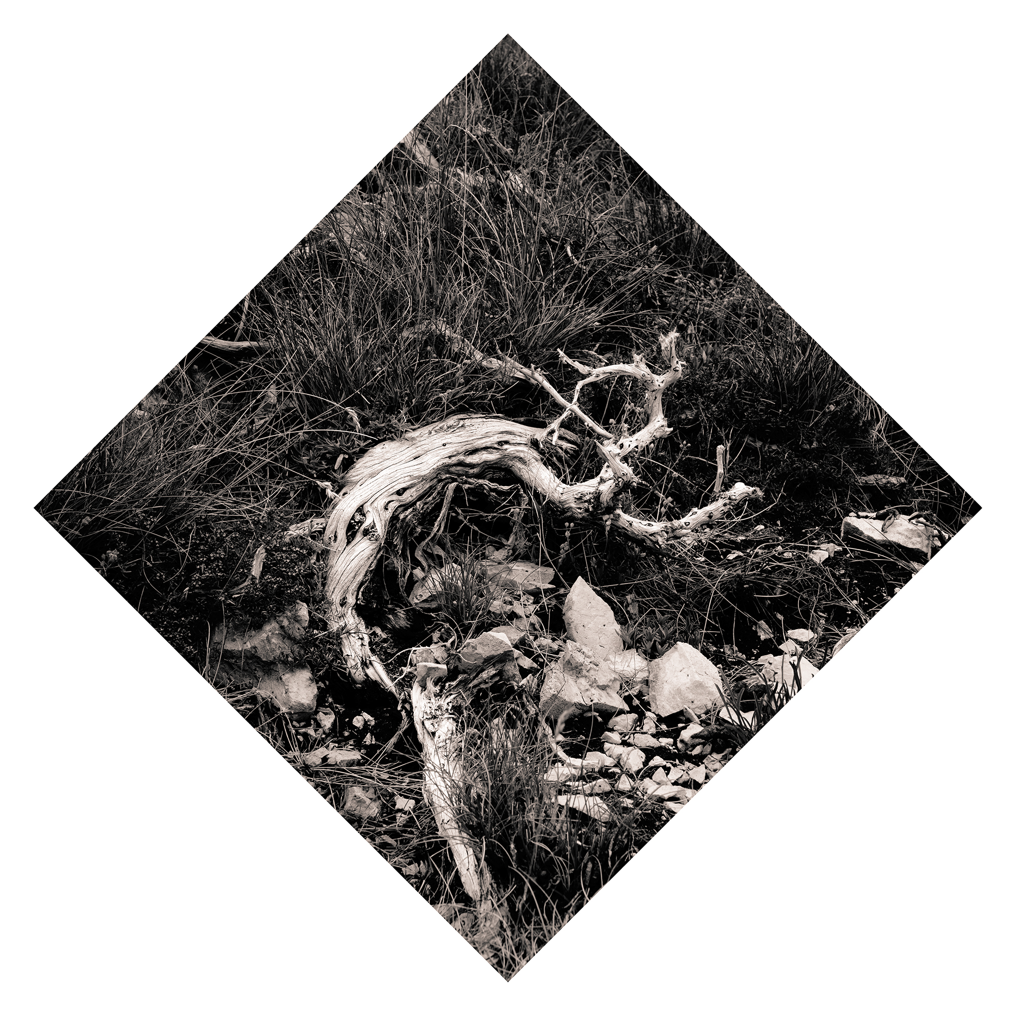 Juniperus - Studio No. 6