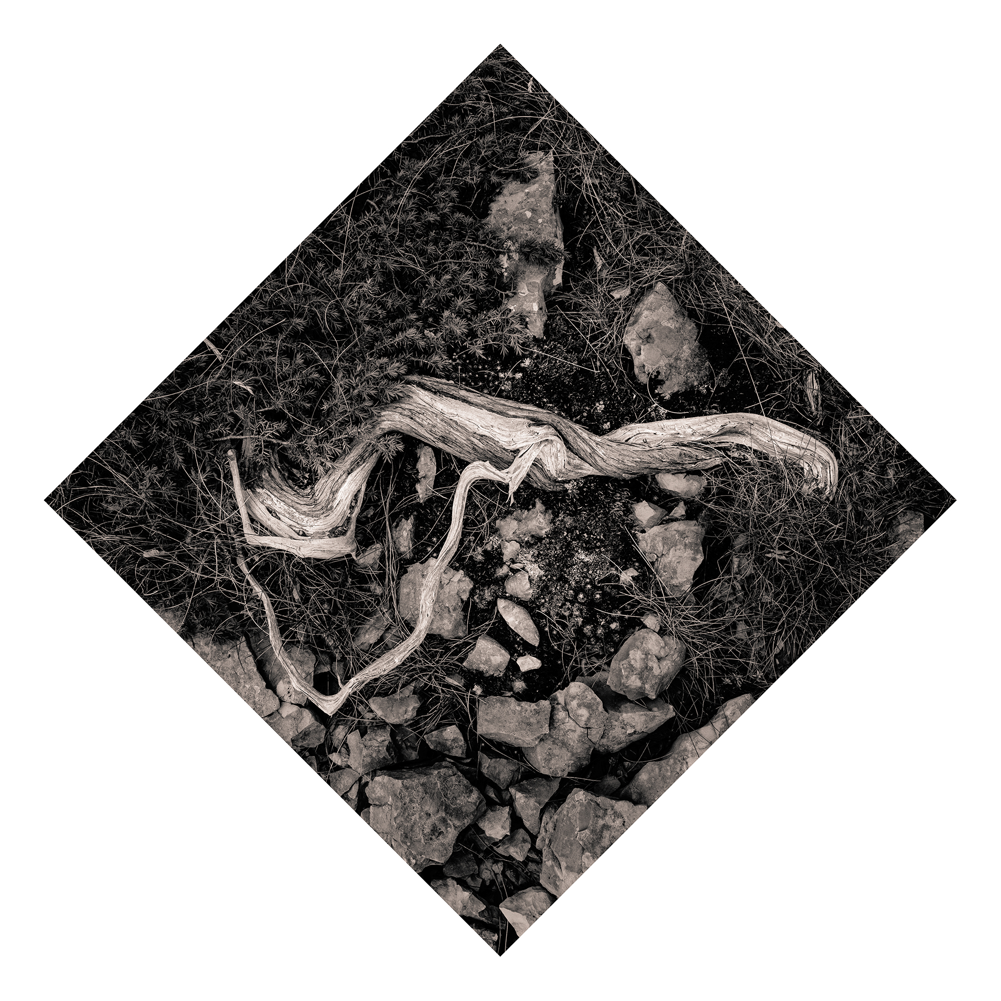 Juniperus - Studio No. 7