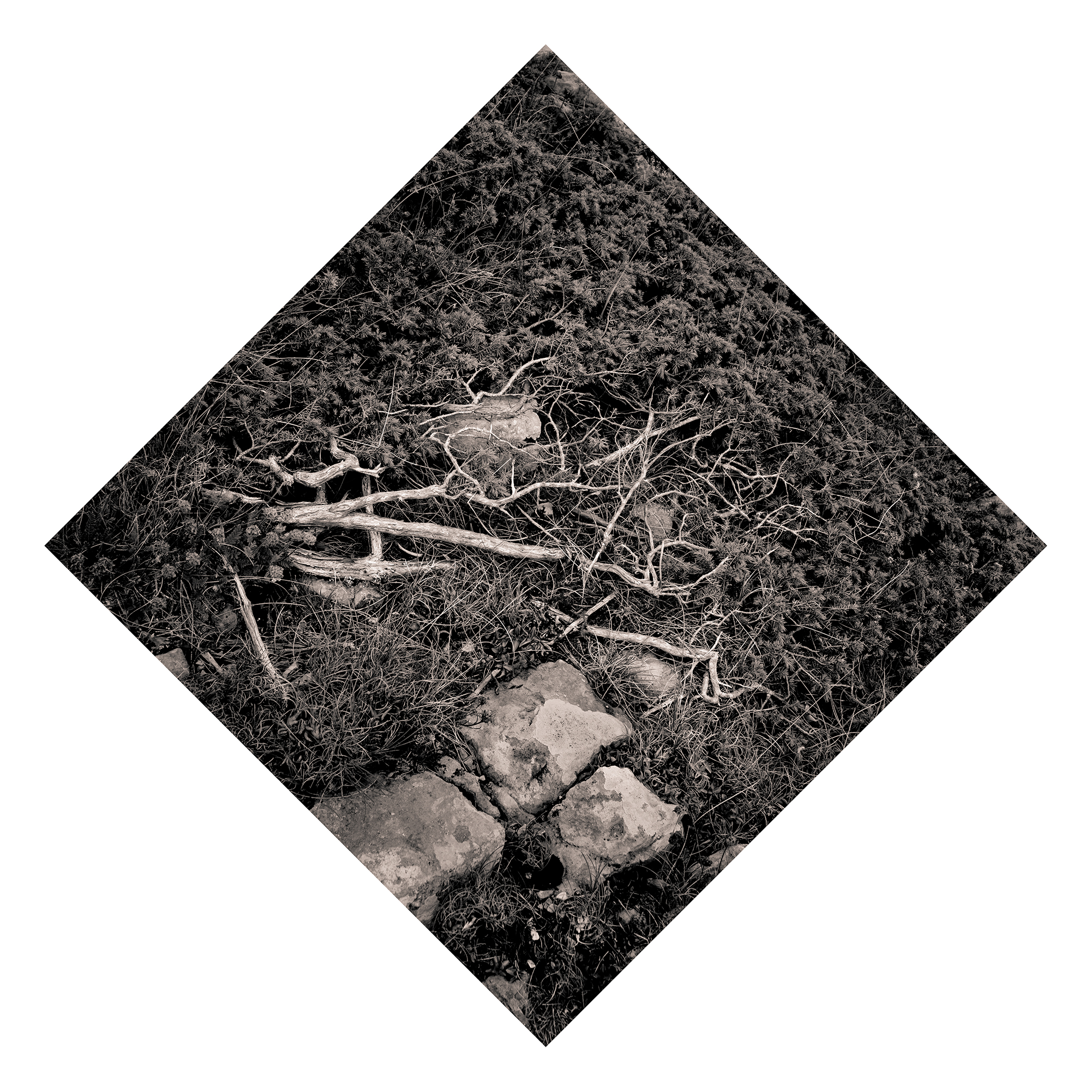 Juniperus - Studio No. 8