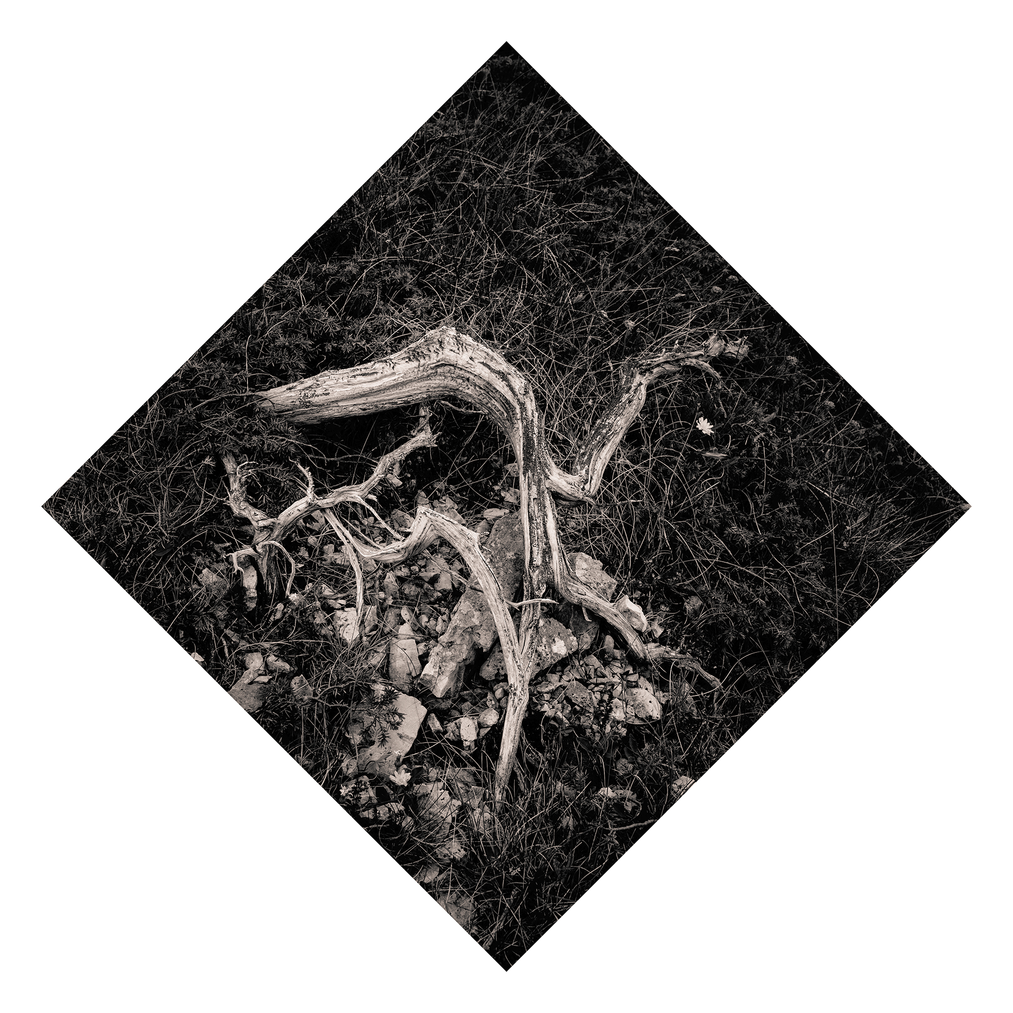 Juniperus - Studio No. 9