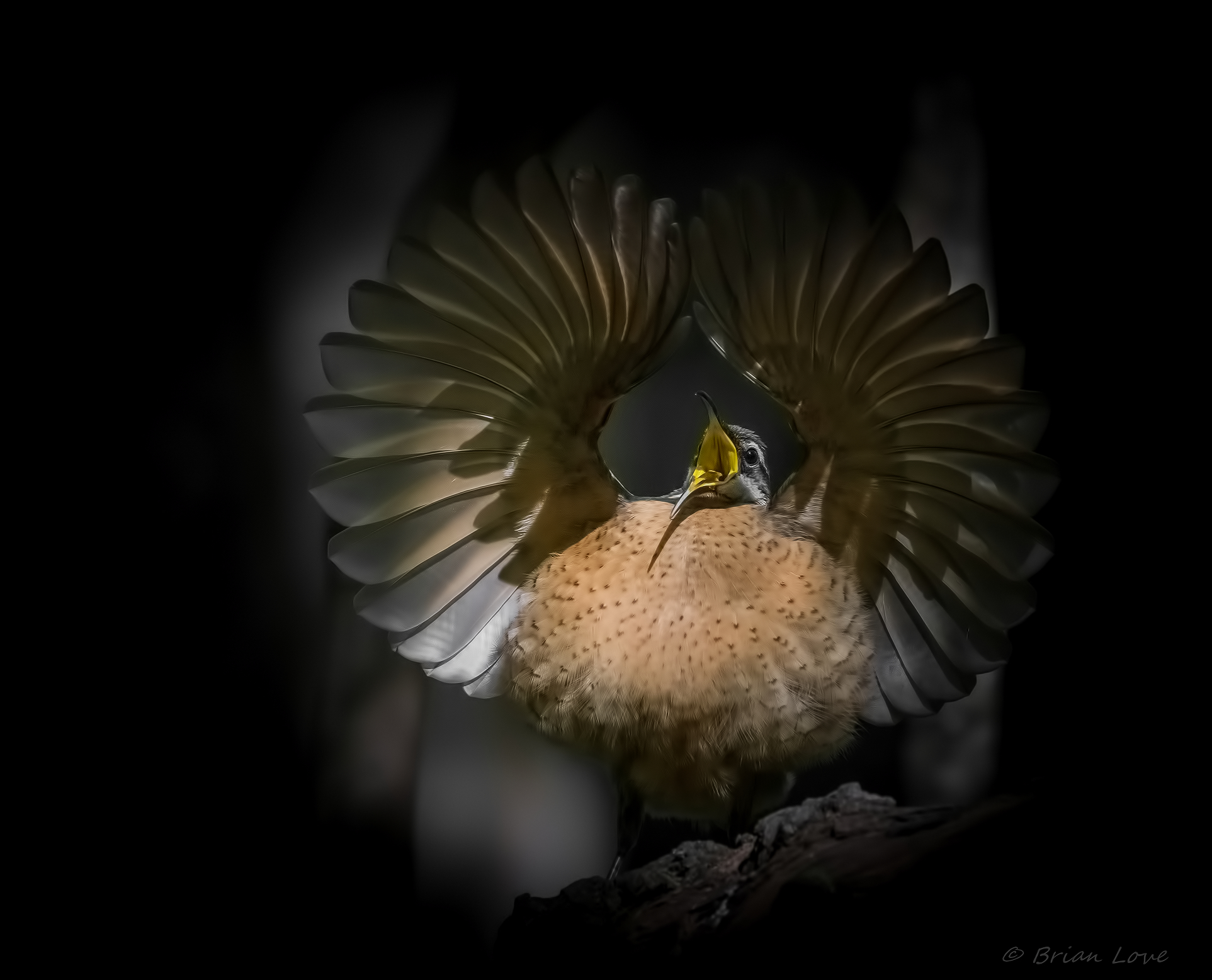 Juvenile Male Victoria's Riflebird display dancing