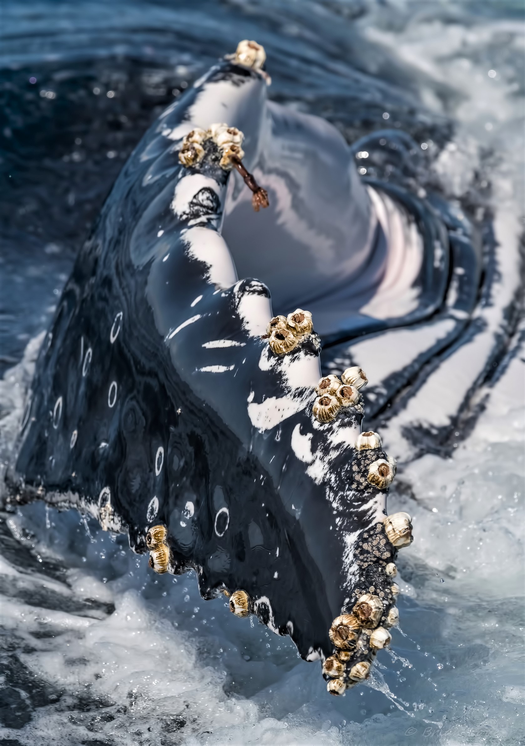 Barnacles - Humpback Whale - Gold Coast - Austrais