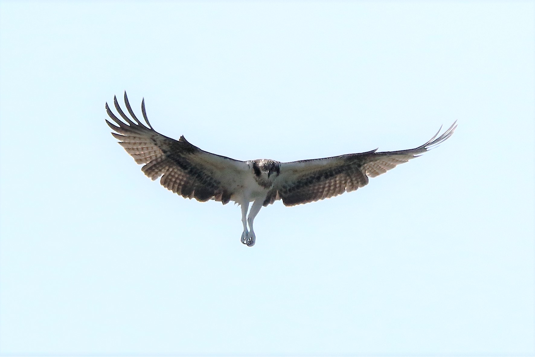 falco pescatore pronto allo splash