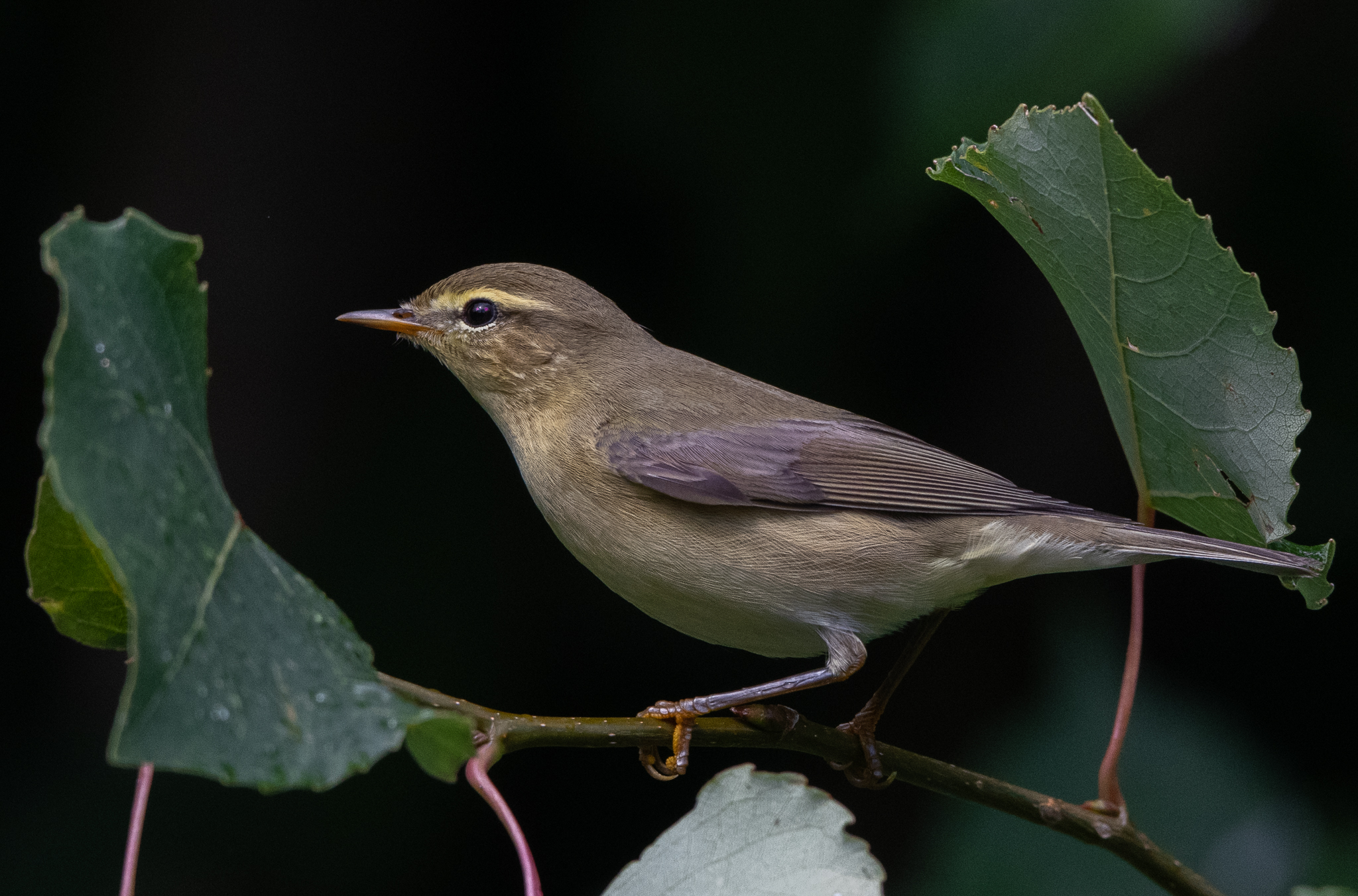 Luì piccolo all'imbrunire della sera