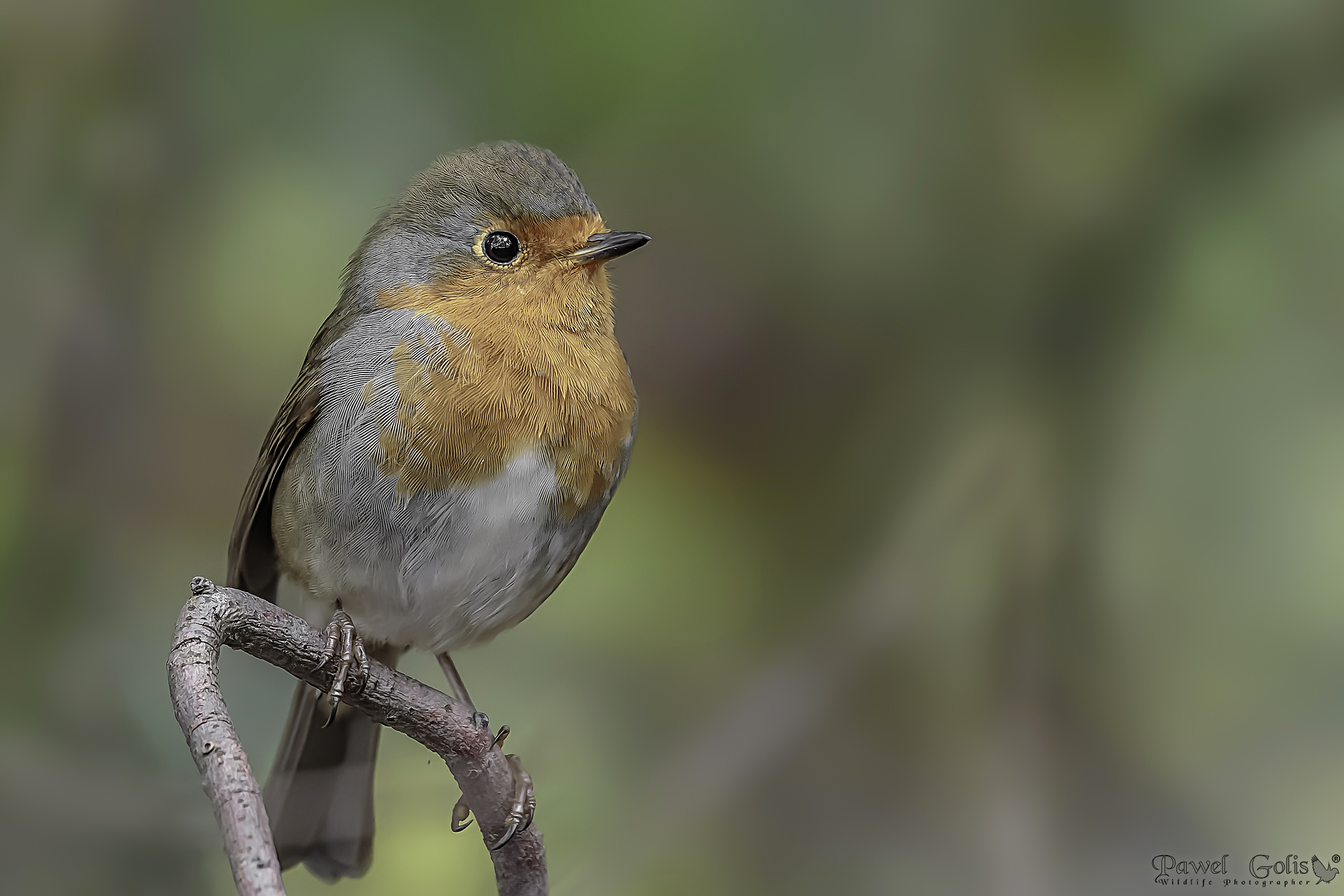 Pettirosso europeo (Erithacus rubecula)