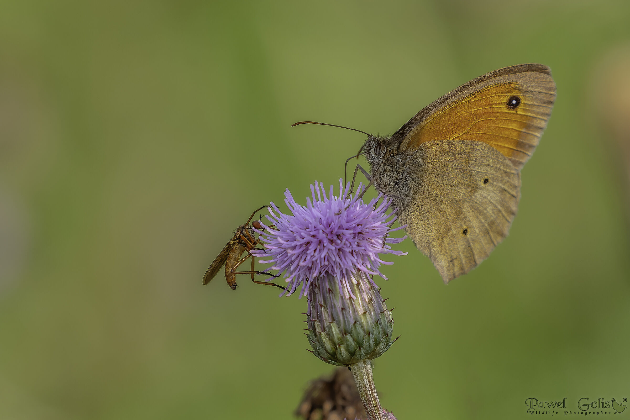 Marrone prato (Maniola jurtina)