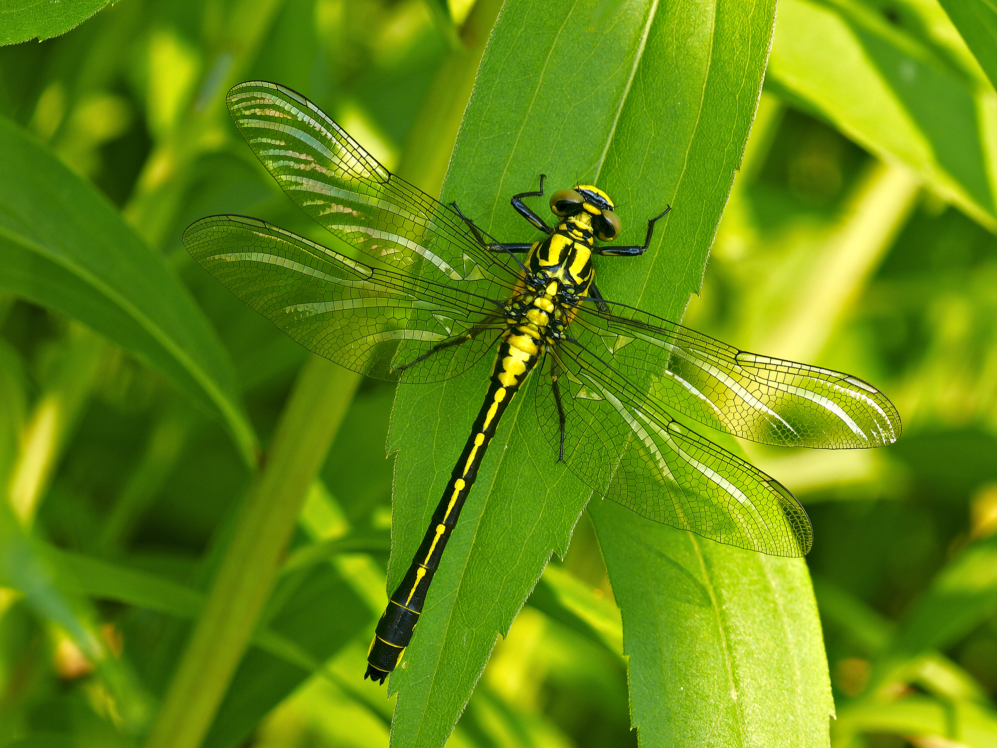 gomphus vulgatissimus female