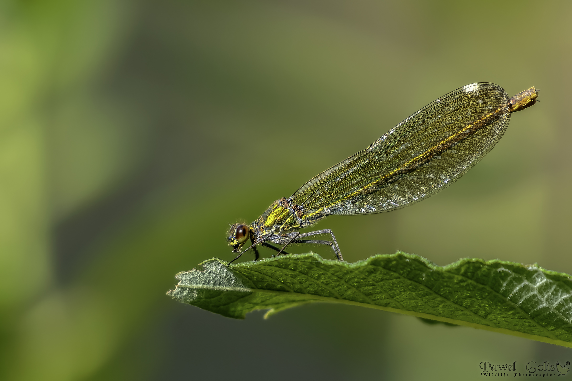 La demoiselle fasciata (Calopteryx splendens)