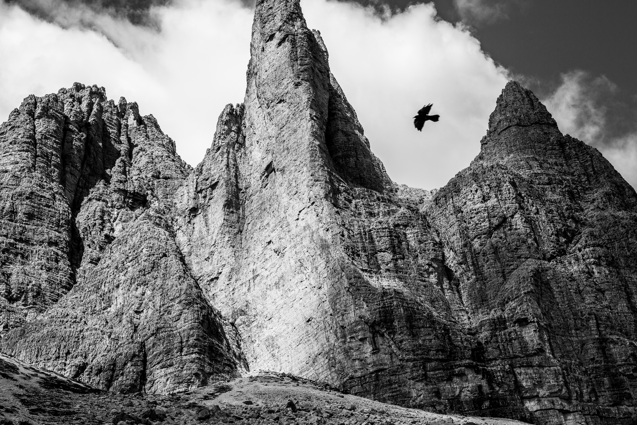 Gracchio alpino tra le Cime