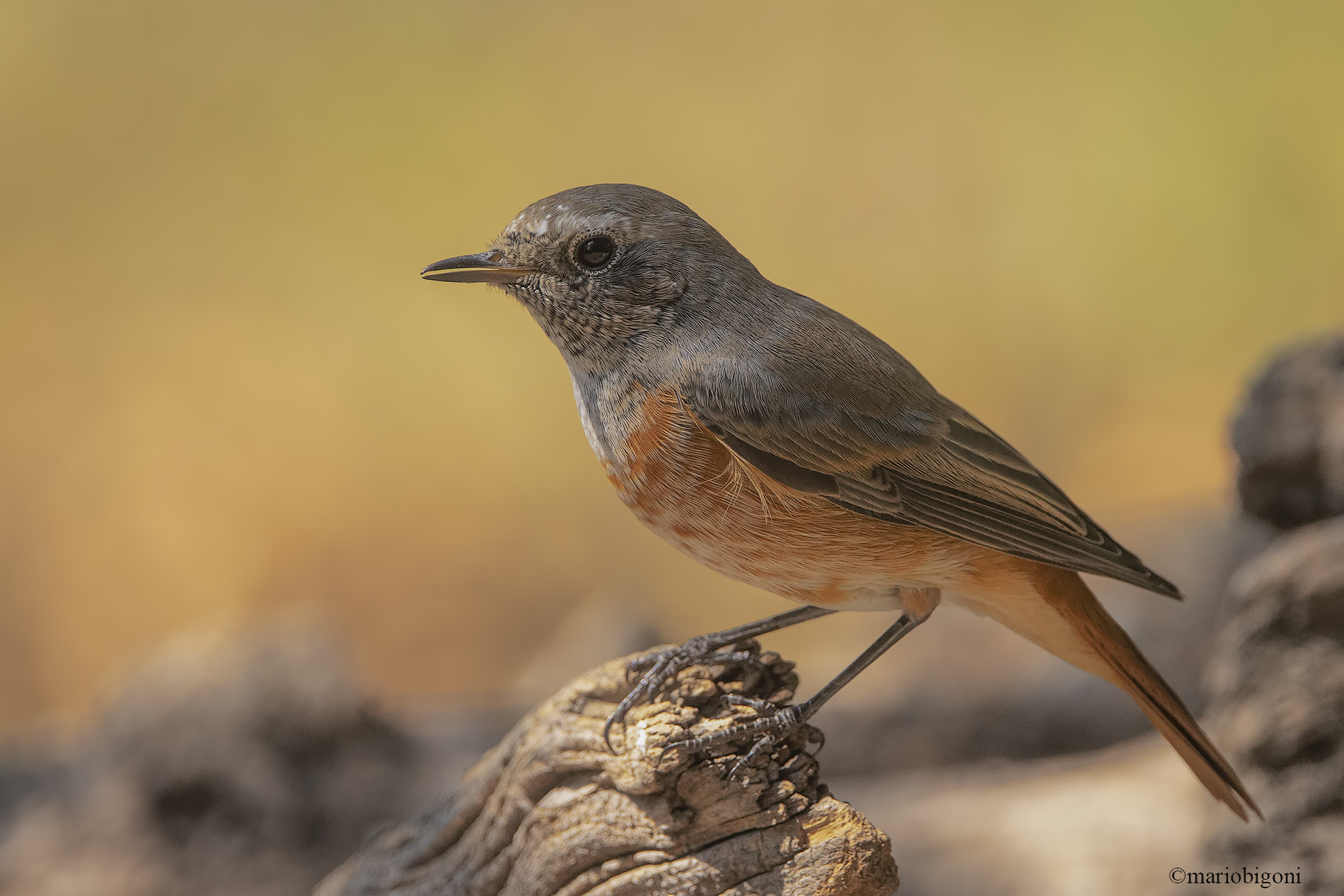 Common redstart