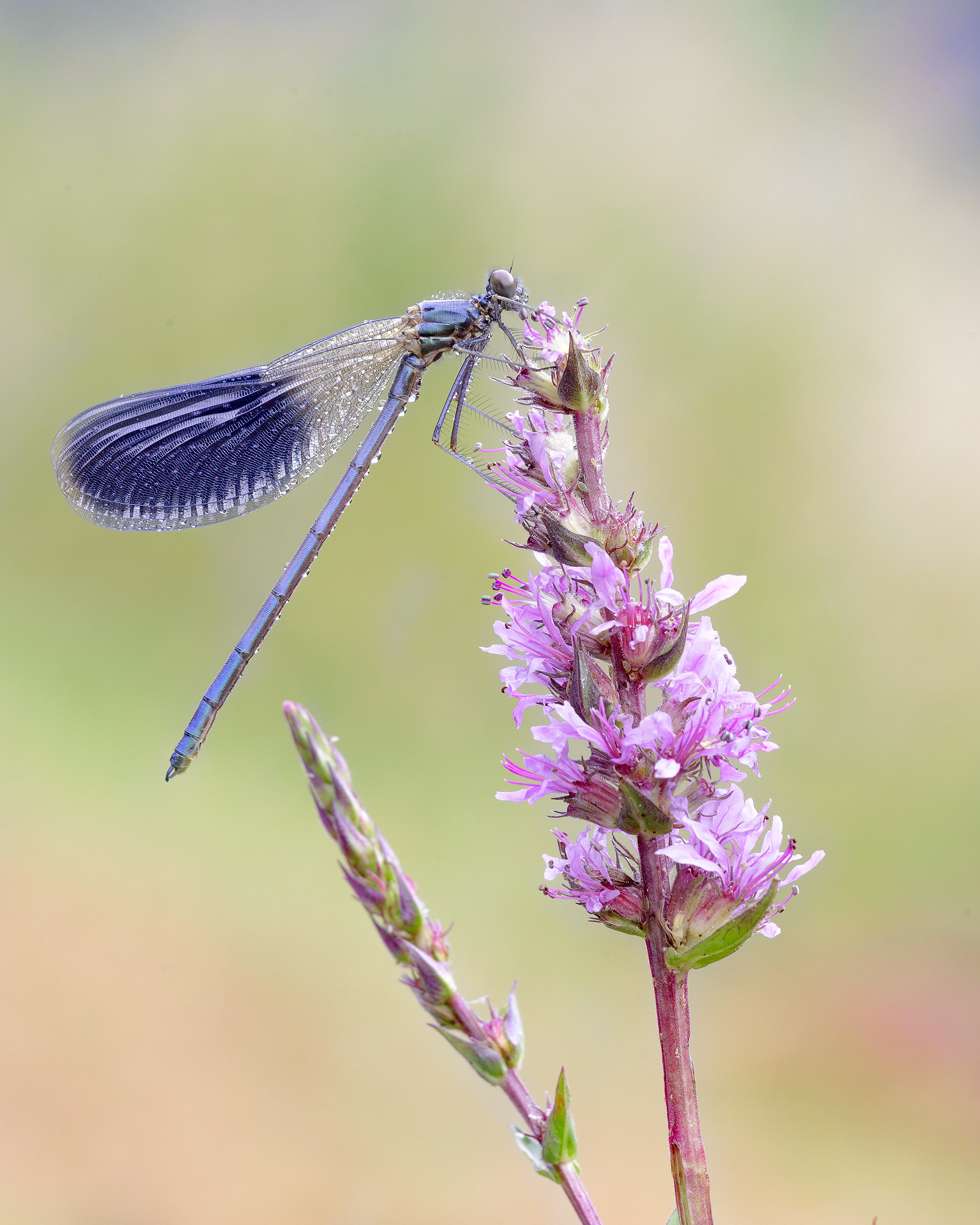 Calopteryx Splendens
