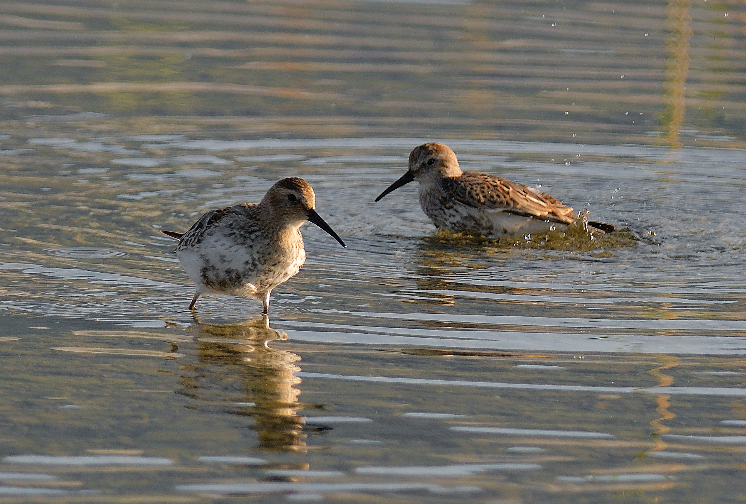 coppia di piovanelli pancia nera . lago Pusiano Lc