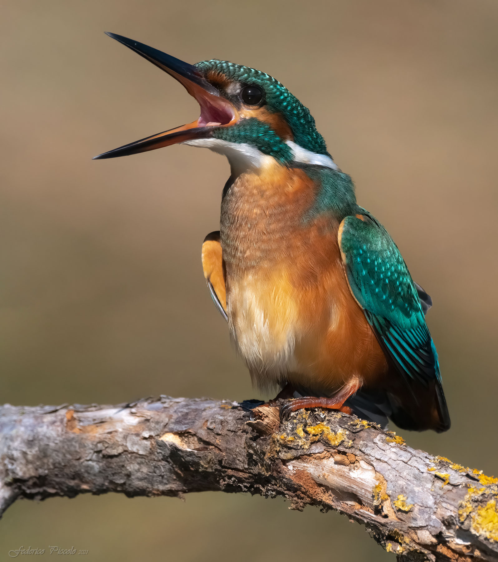 Kingfisher