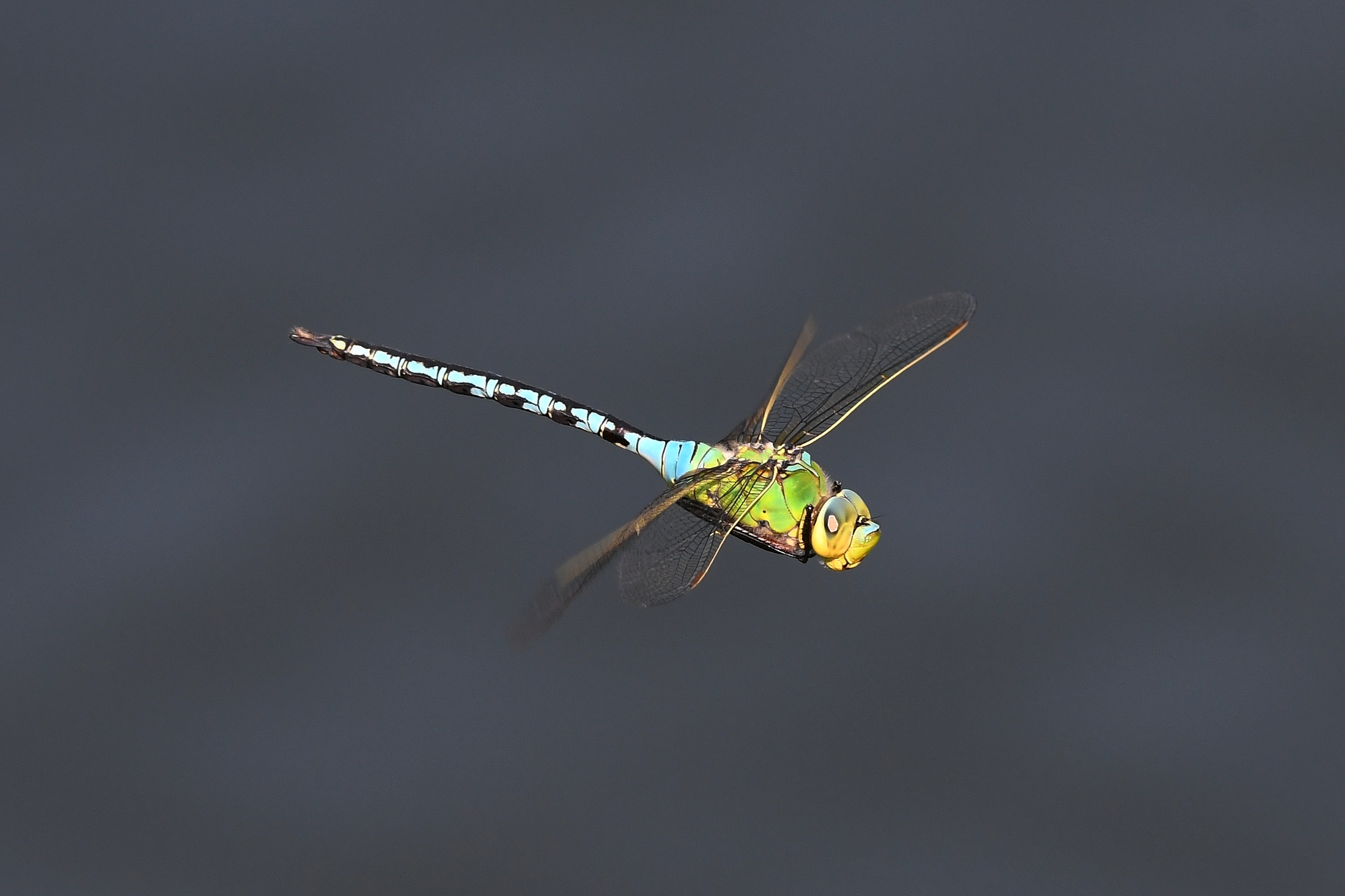 Anax imperator
