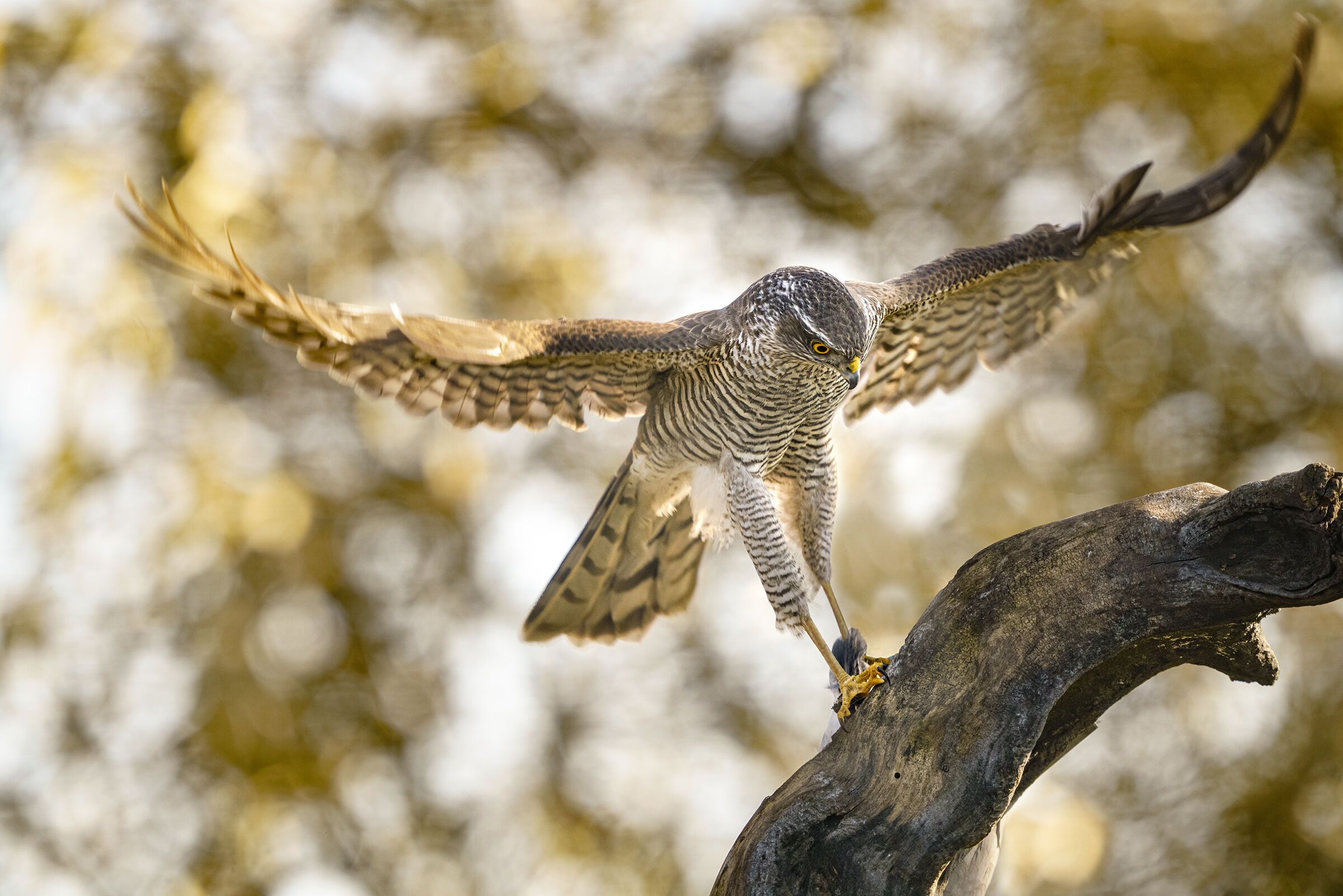 tramonto in valle  sparviero