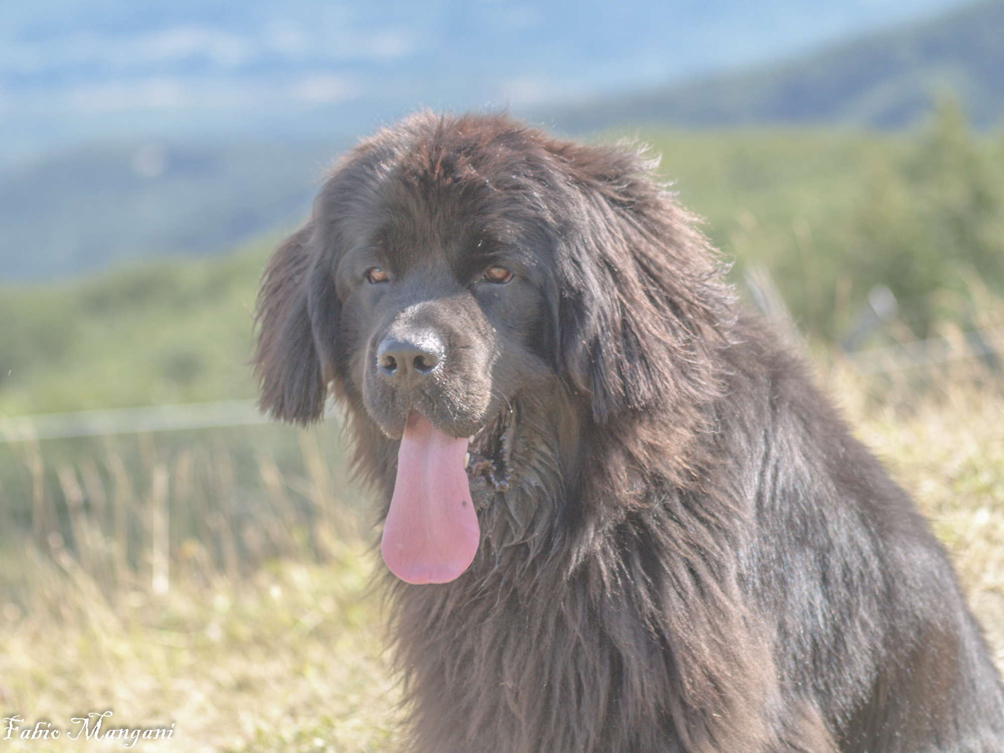 lisa -stupendo terranova