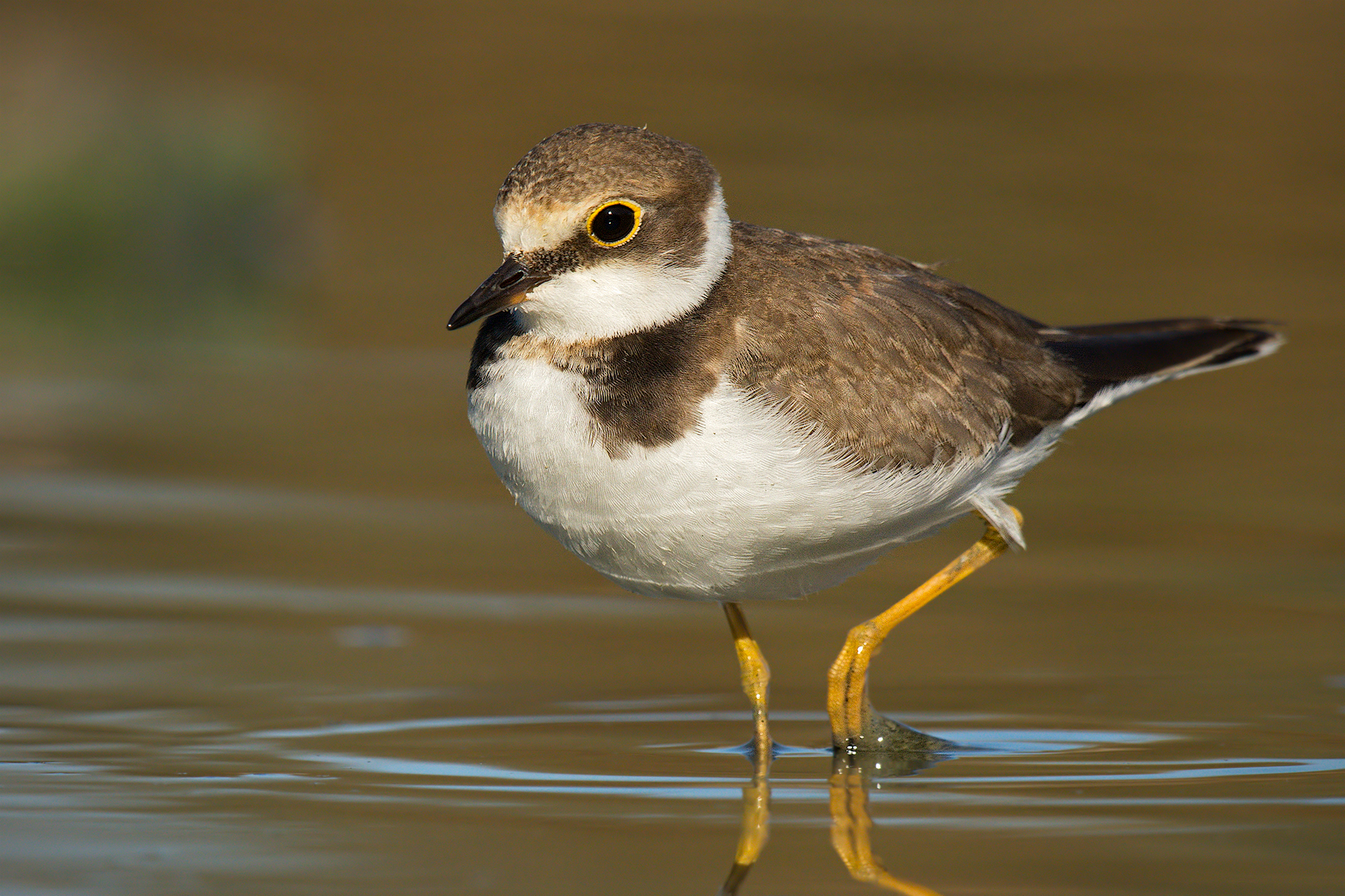 Little ringed plover