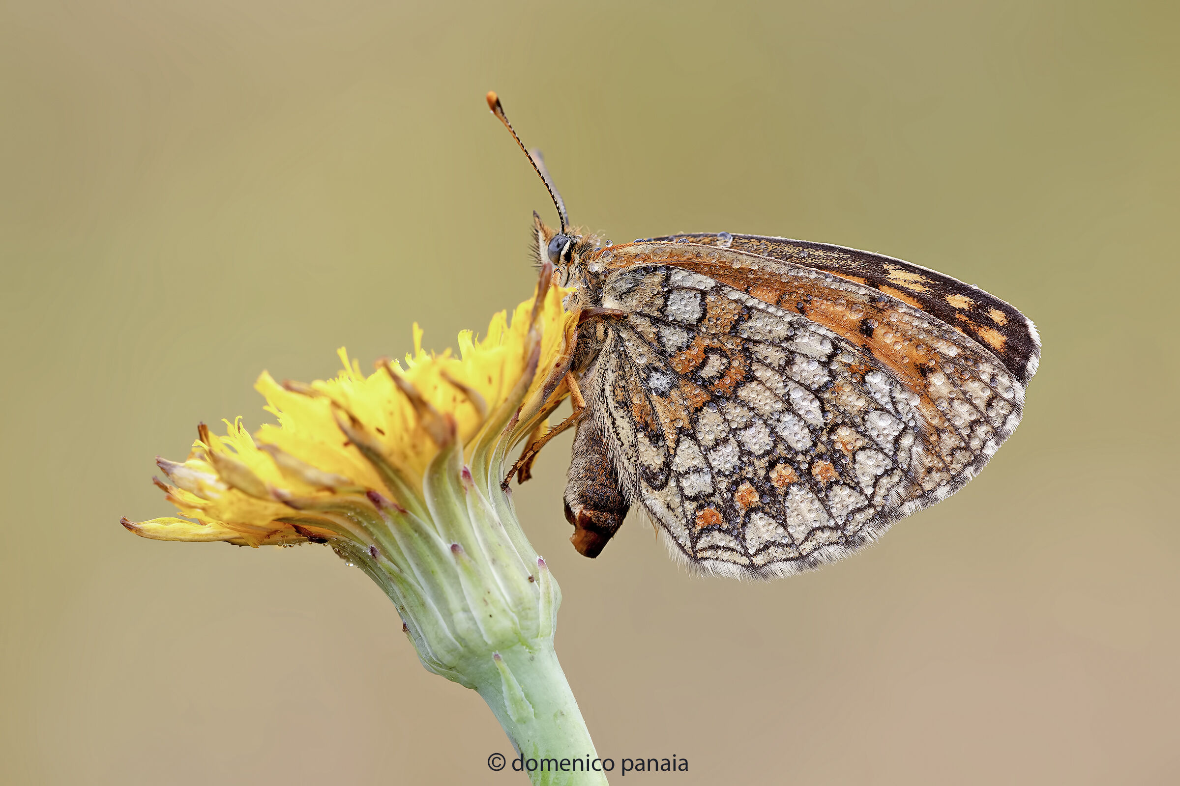 melitaea athalia