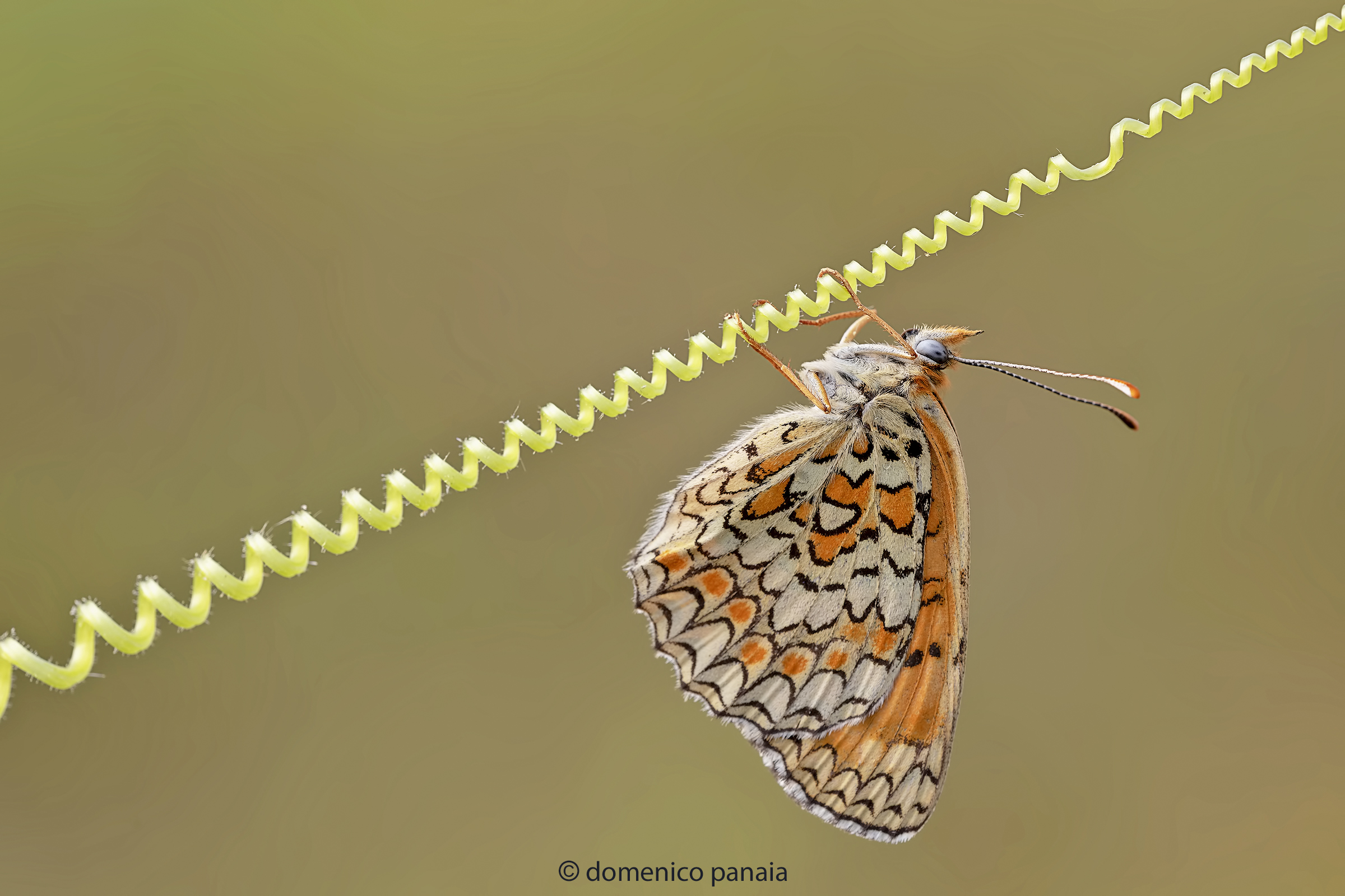 melitaea phoebe
