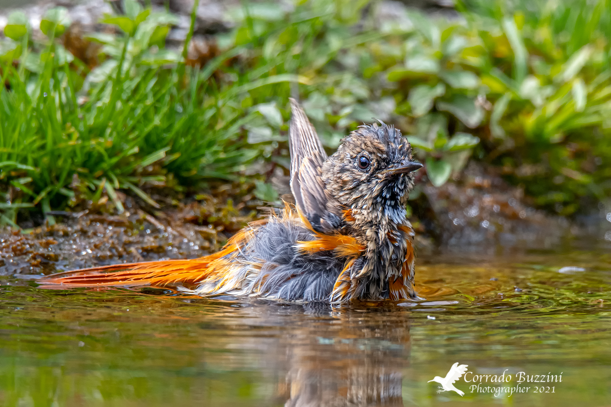The bath of the little redstart