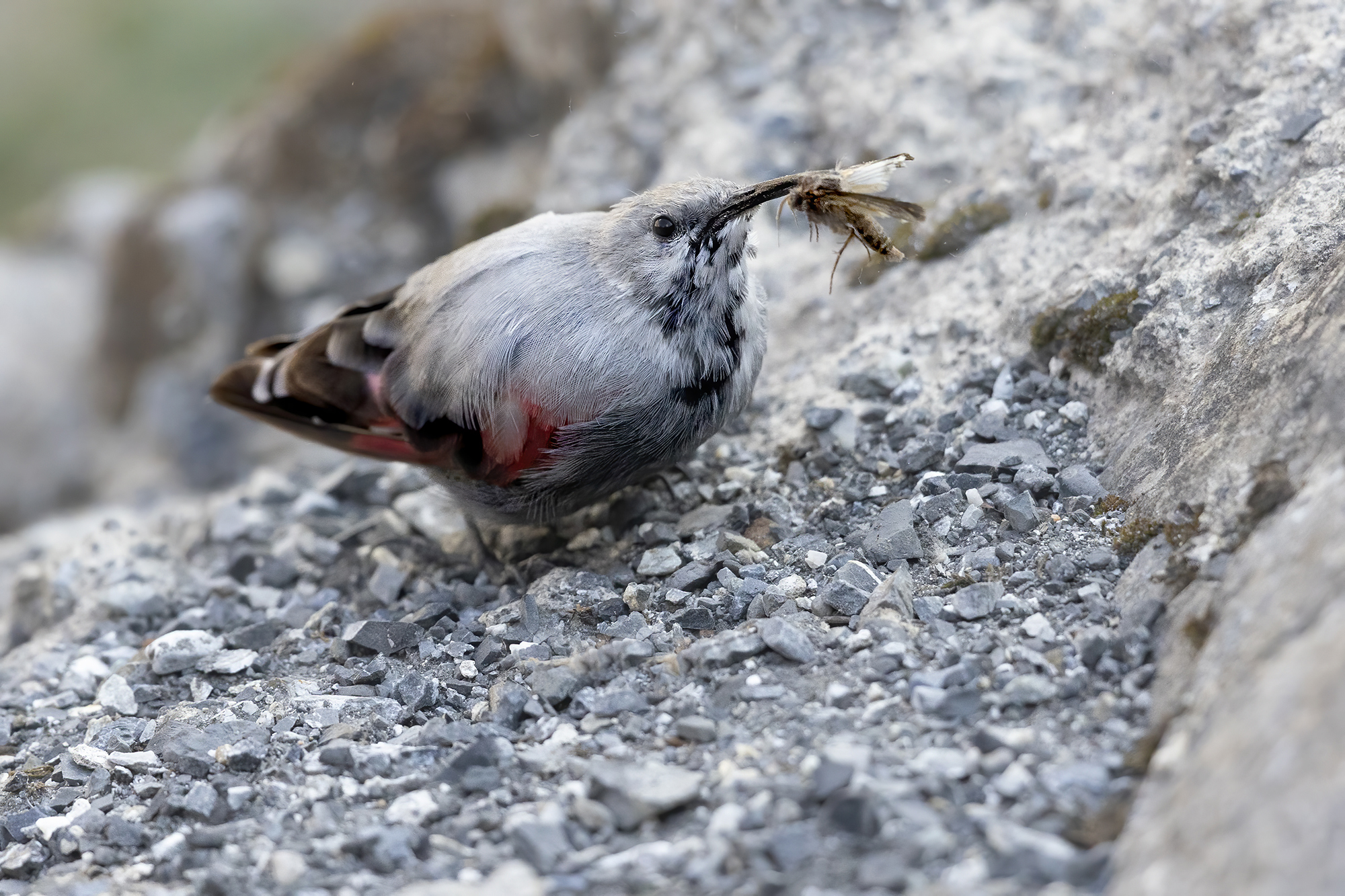 picchio muraiolo con preda