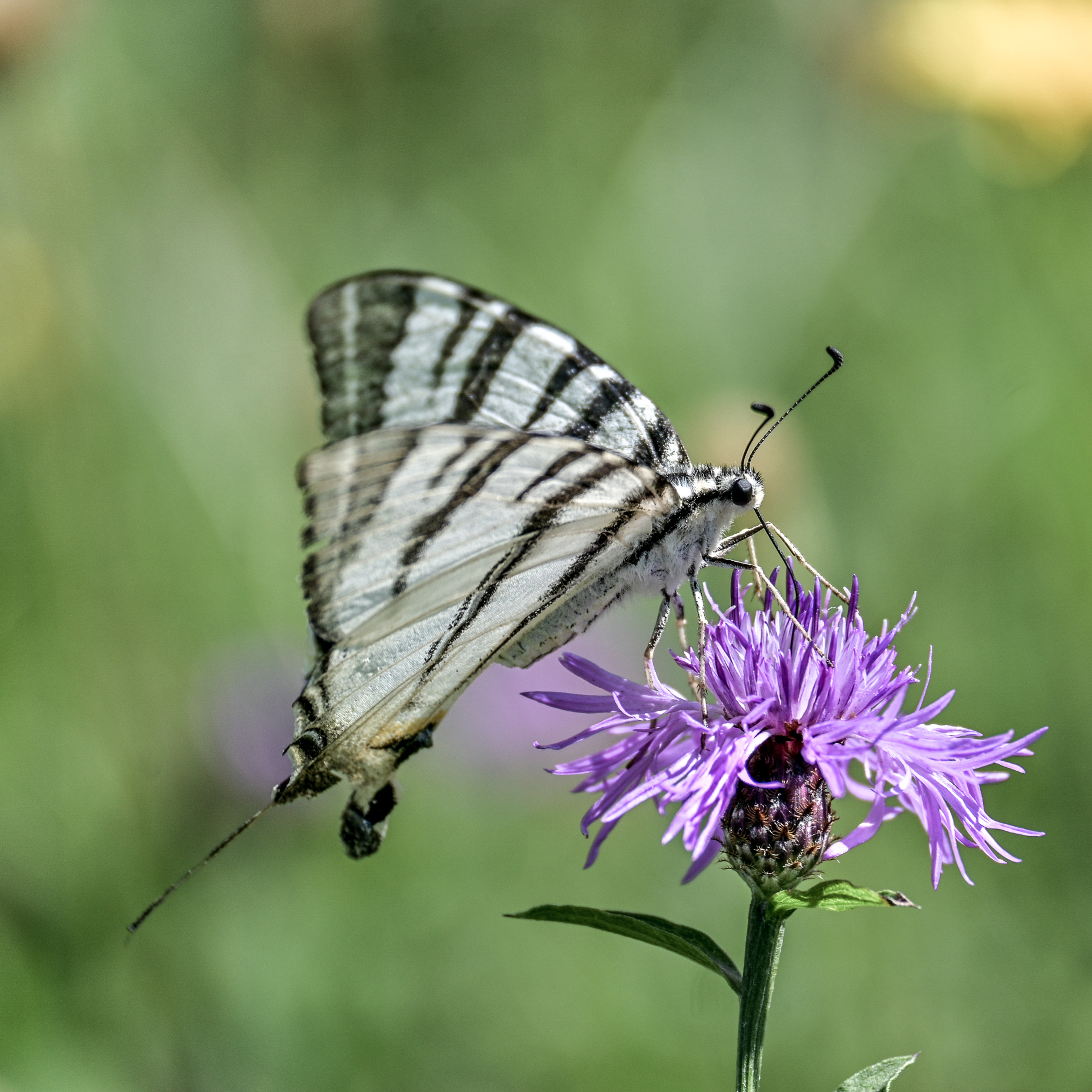 Scarce swallowtail
