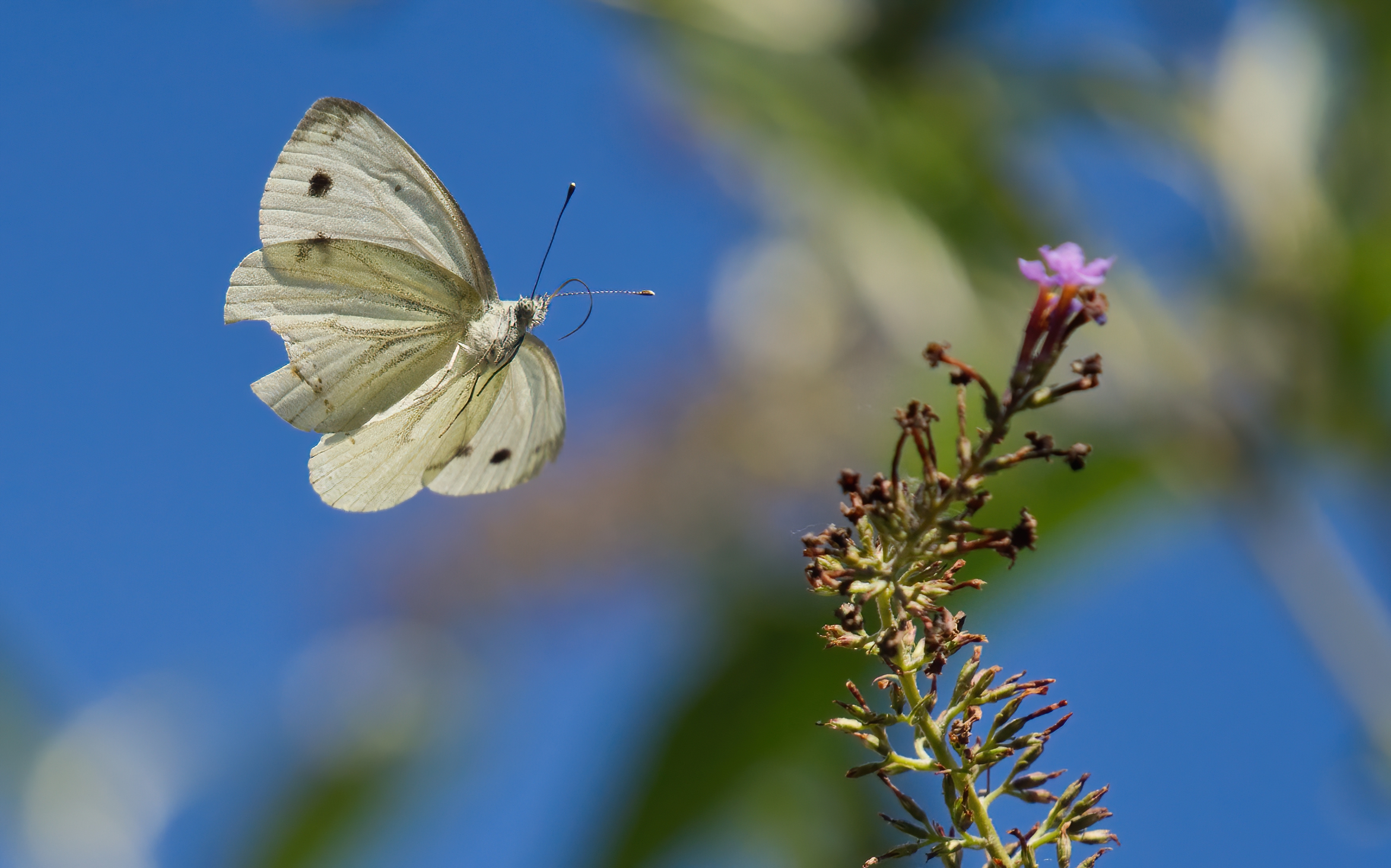 In volo verso il fiore