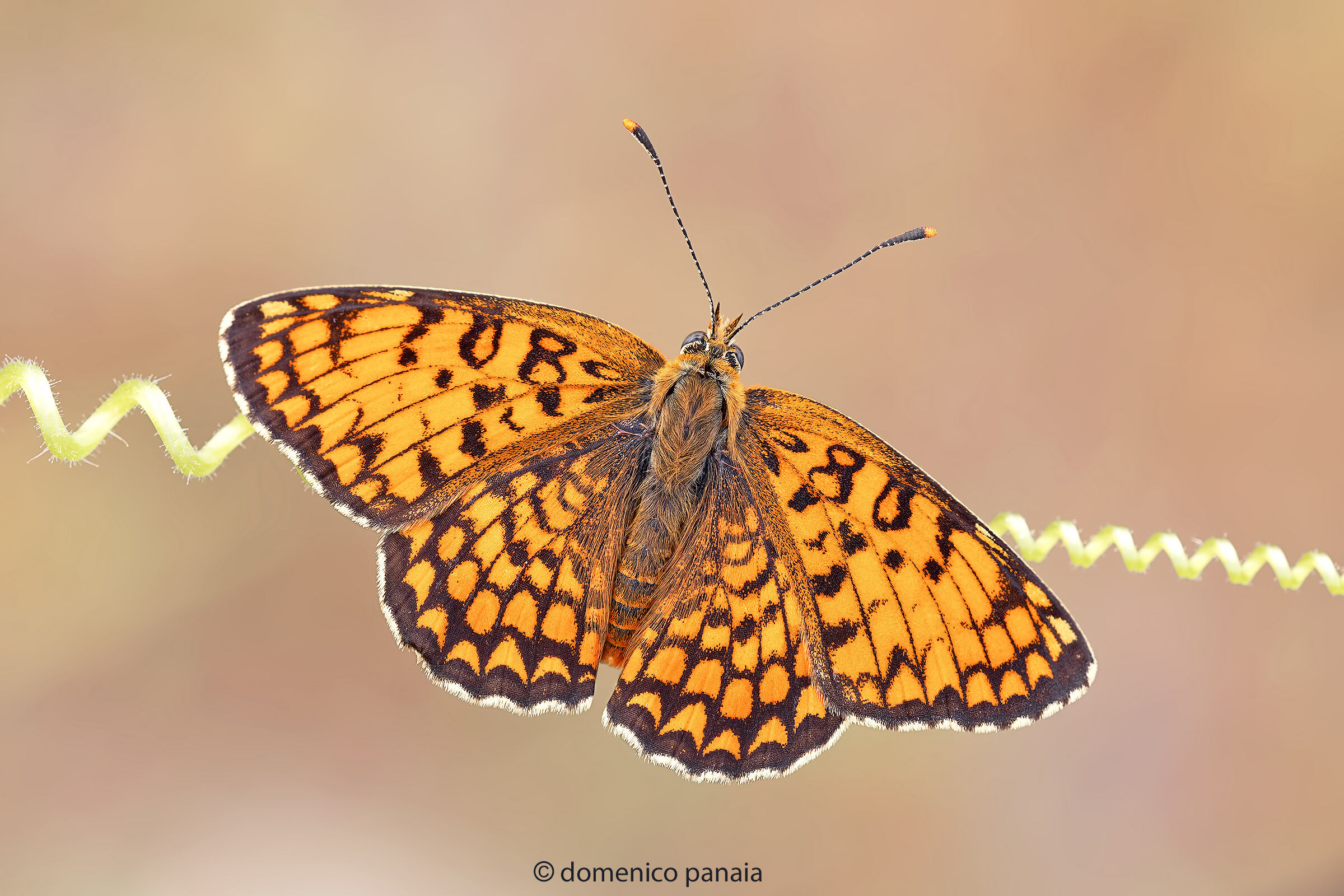 melitaea phoebe