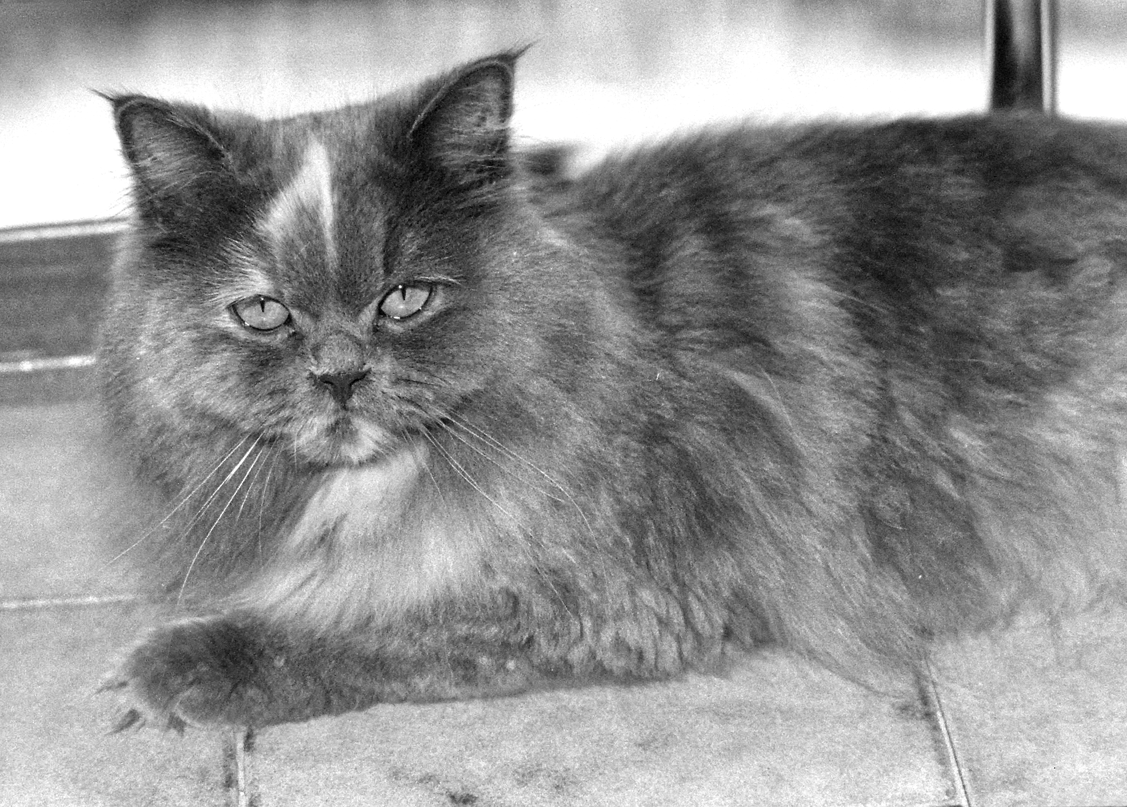 Camilla 1989--2002