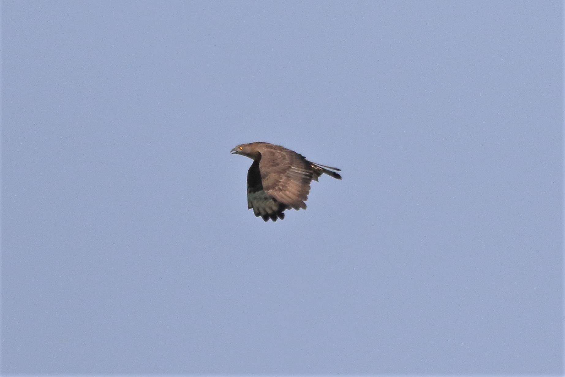 marsh harrier