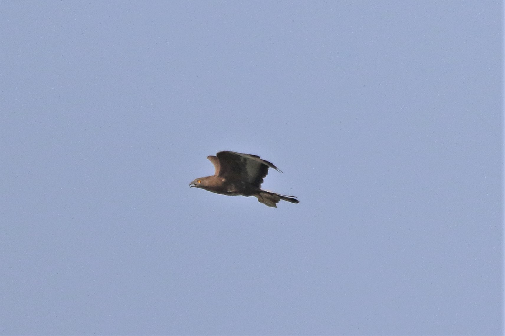 marsh harrier