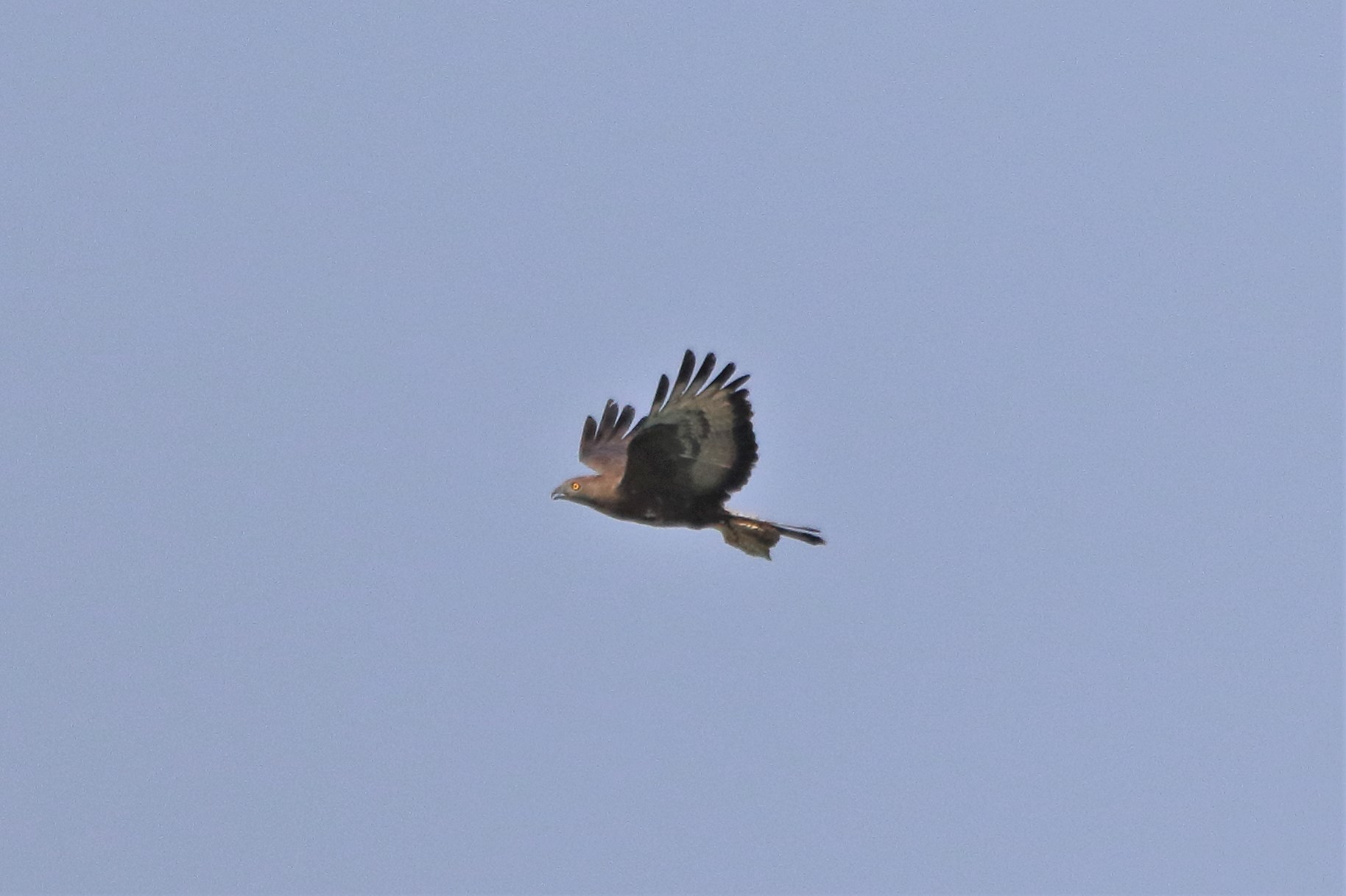 marsh harrier