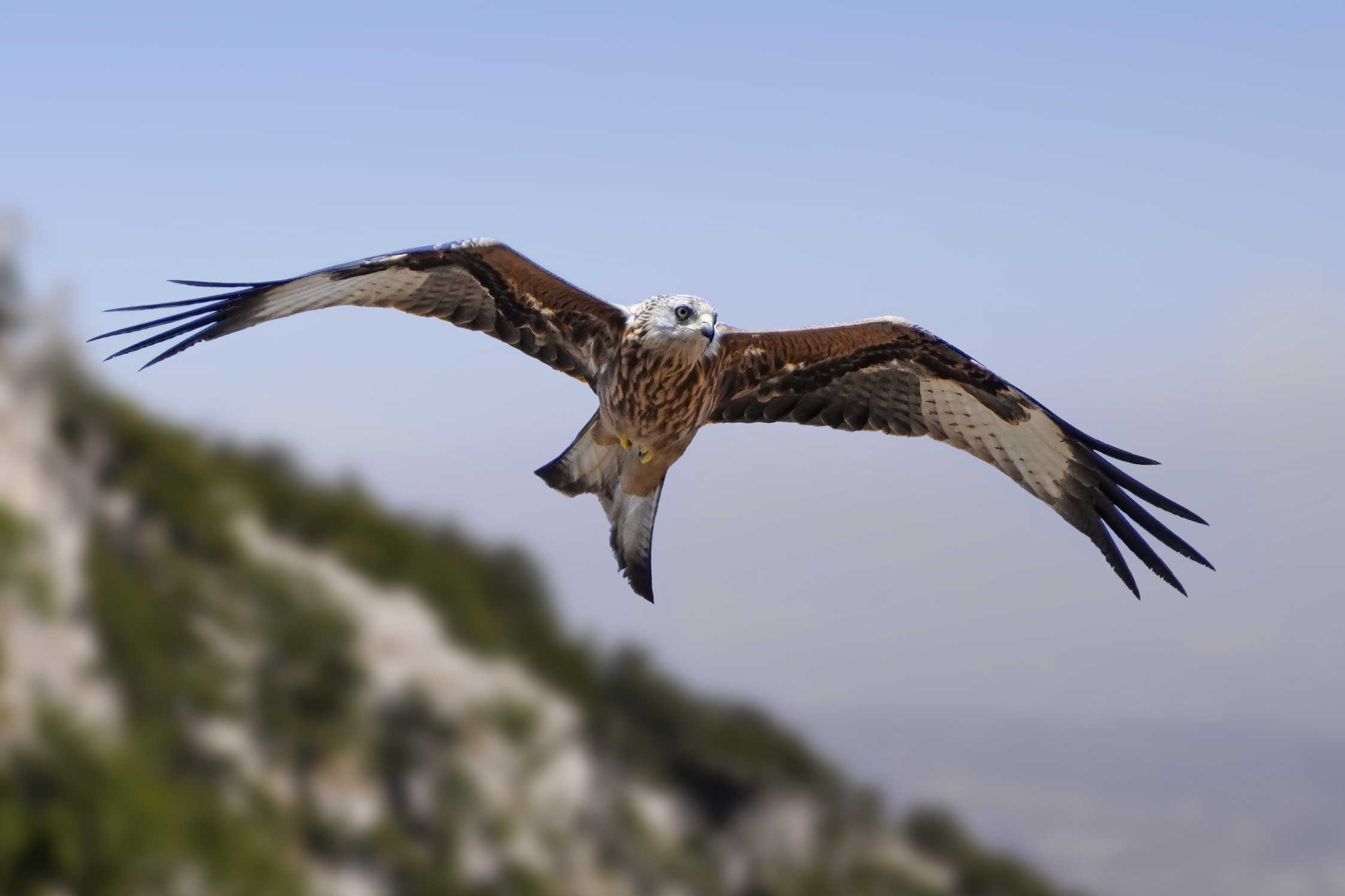 Red kite