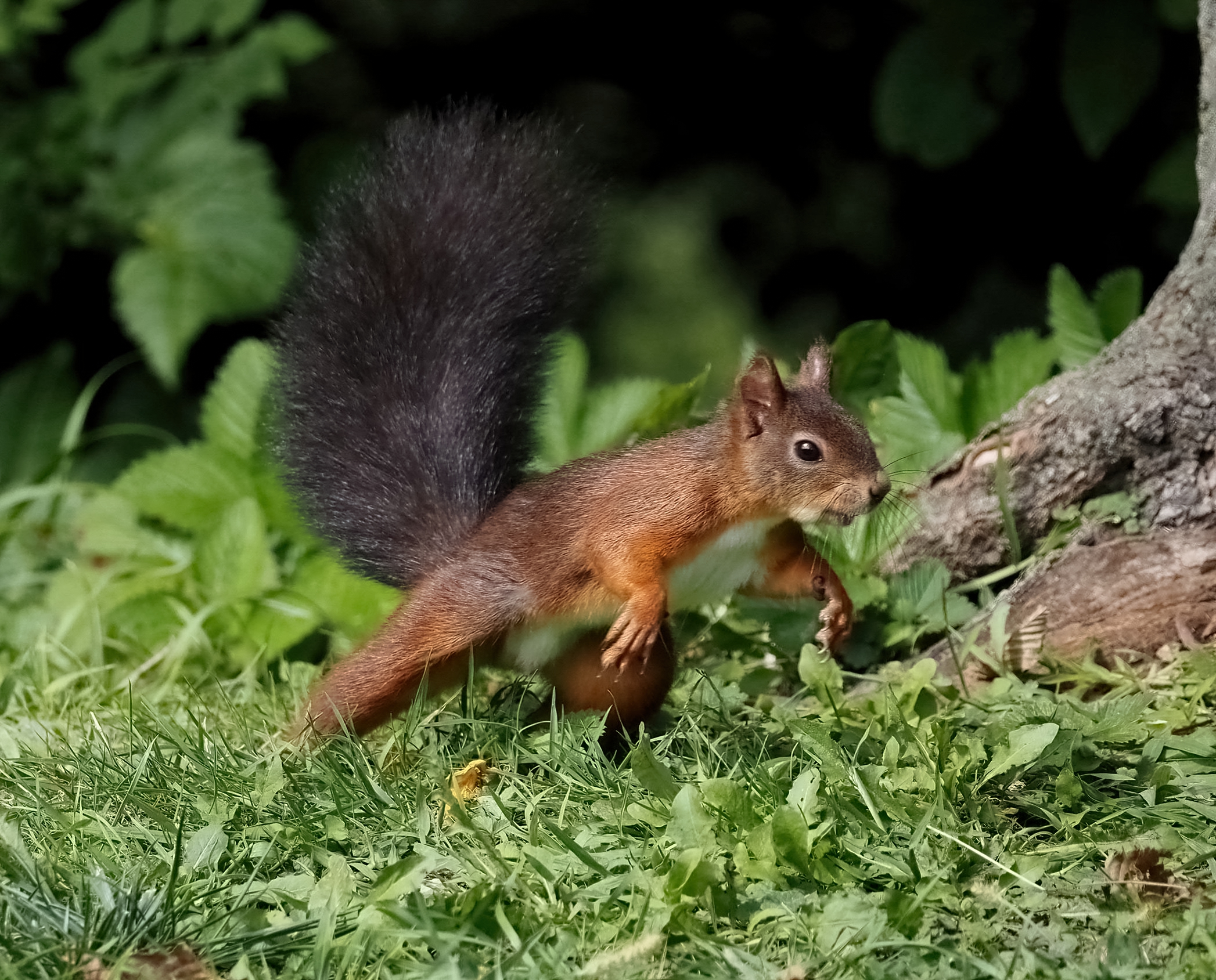Lo scatto del folletto