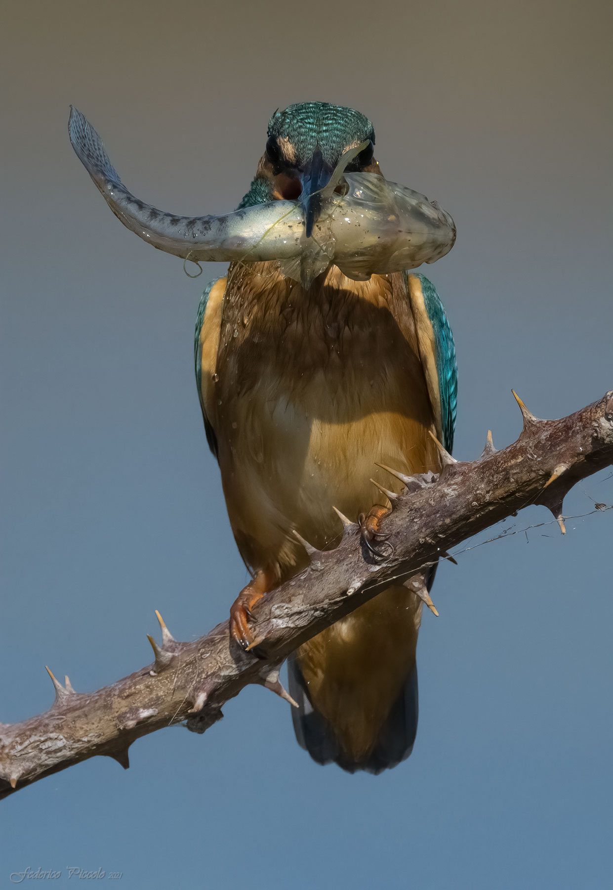 Kingfisher