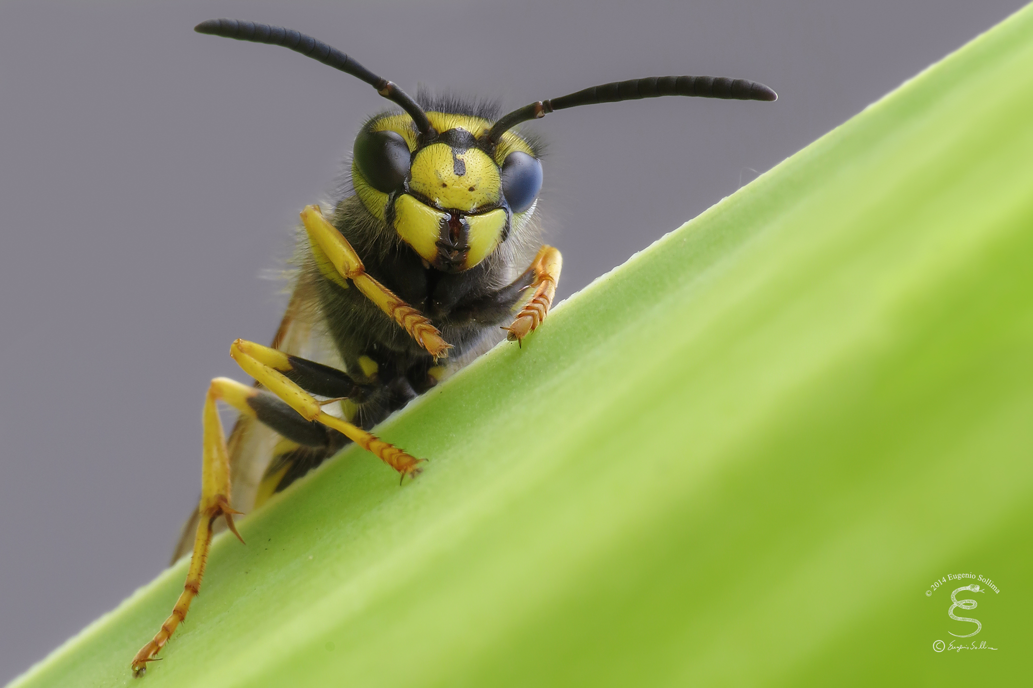 Vespula germanica