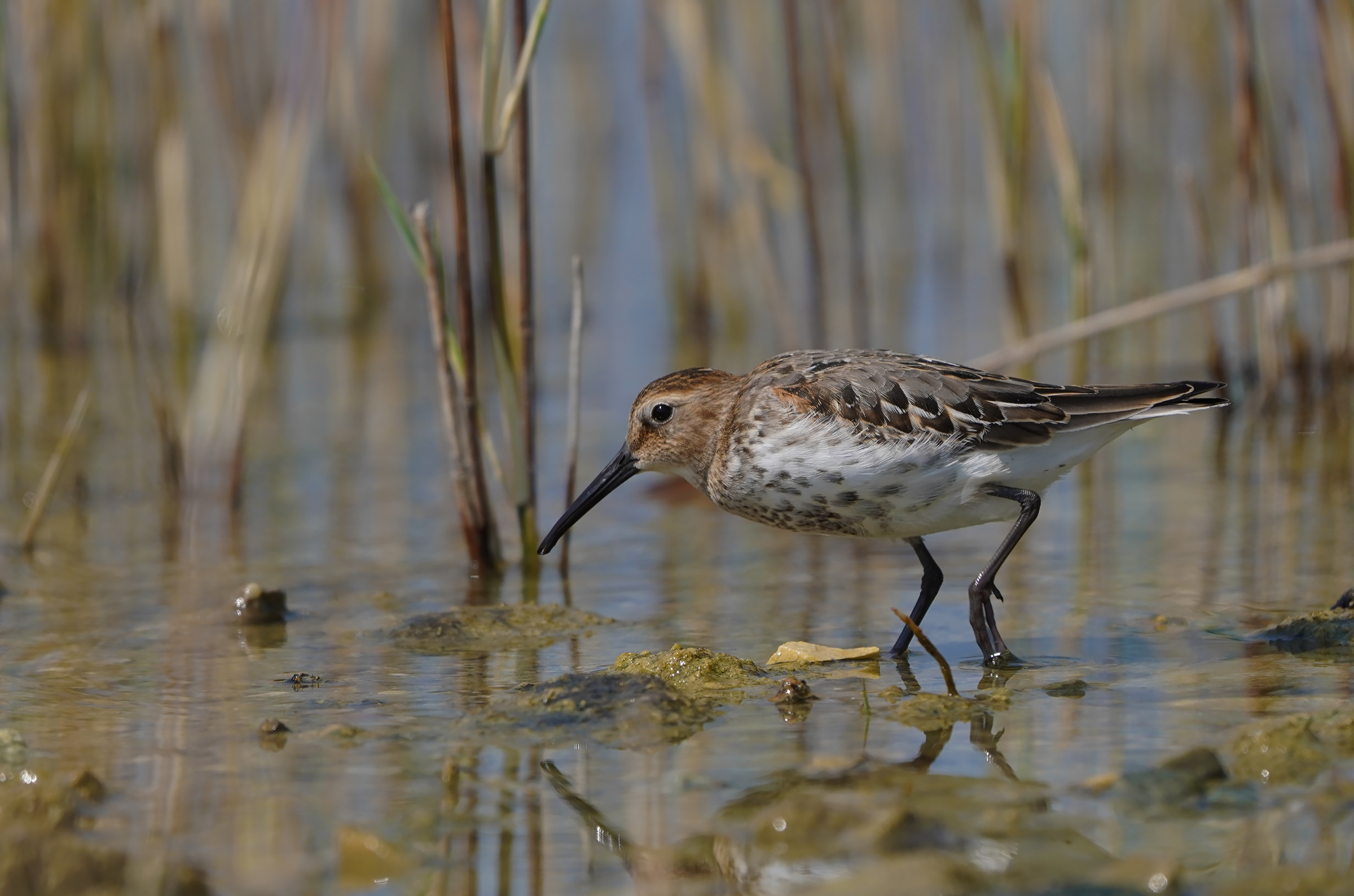 piovanello pancianera 2