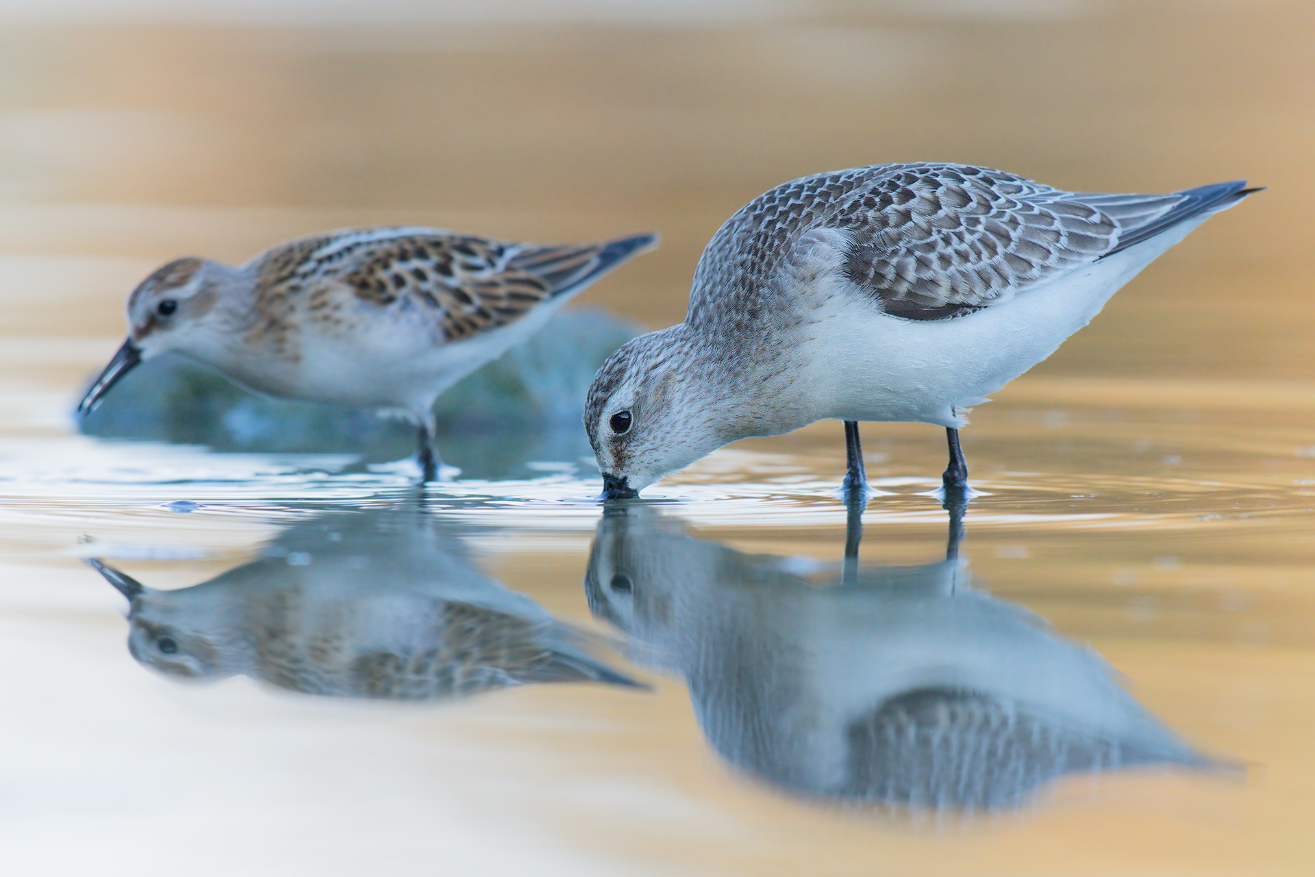 Piovanello and gambecchio
