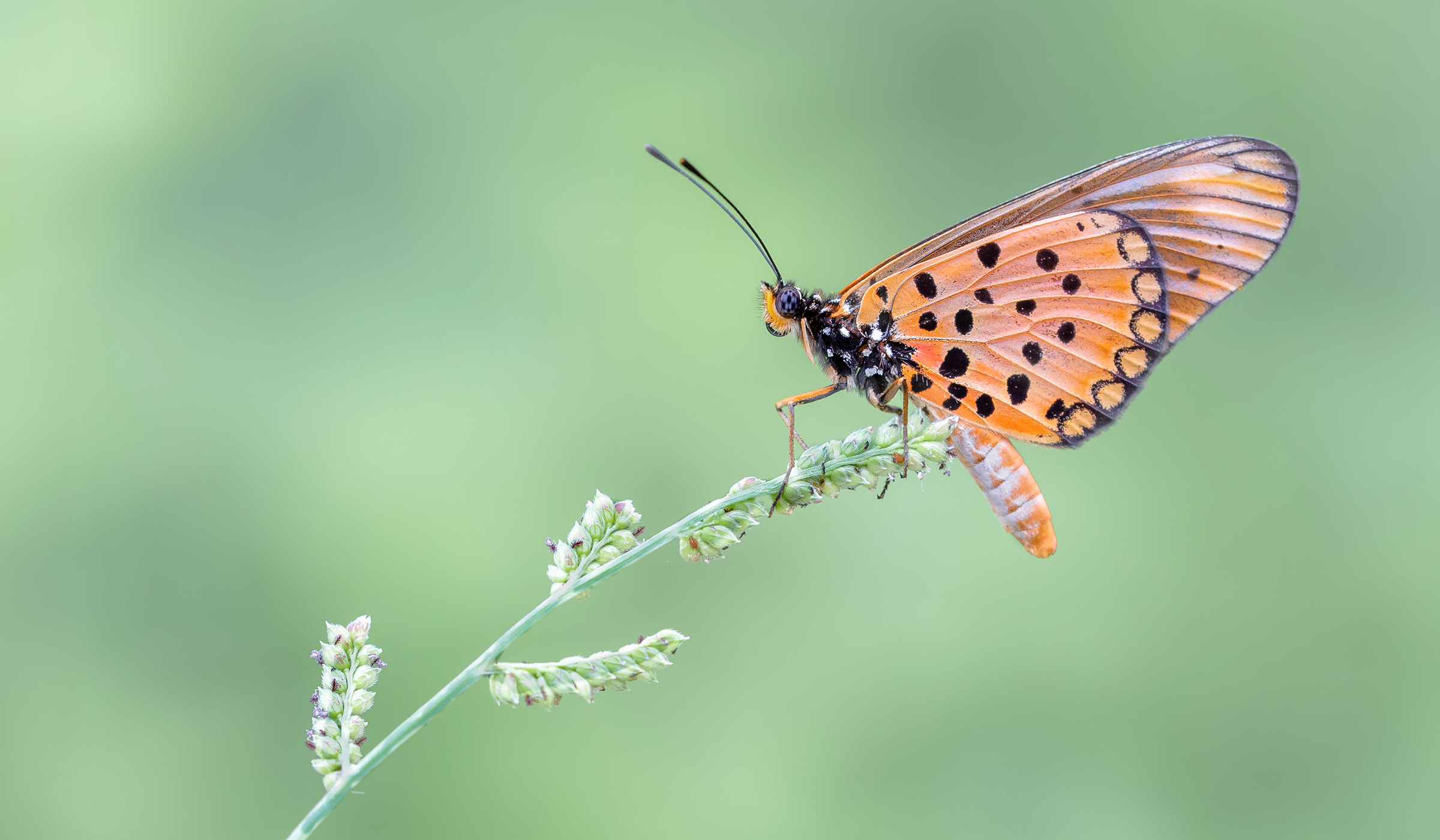 westwood's acraea