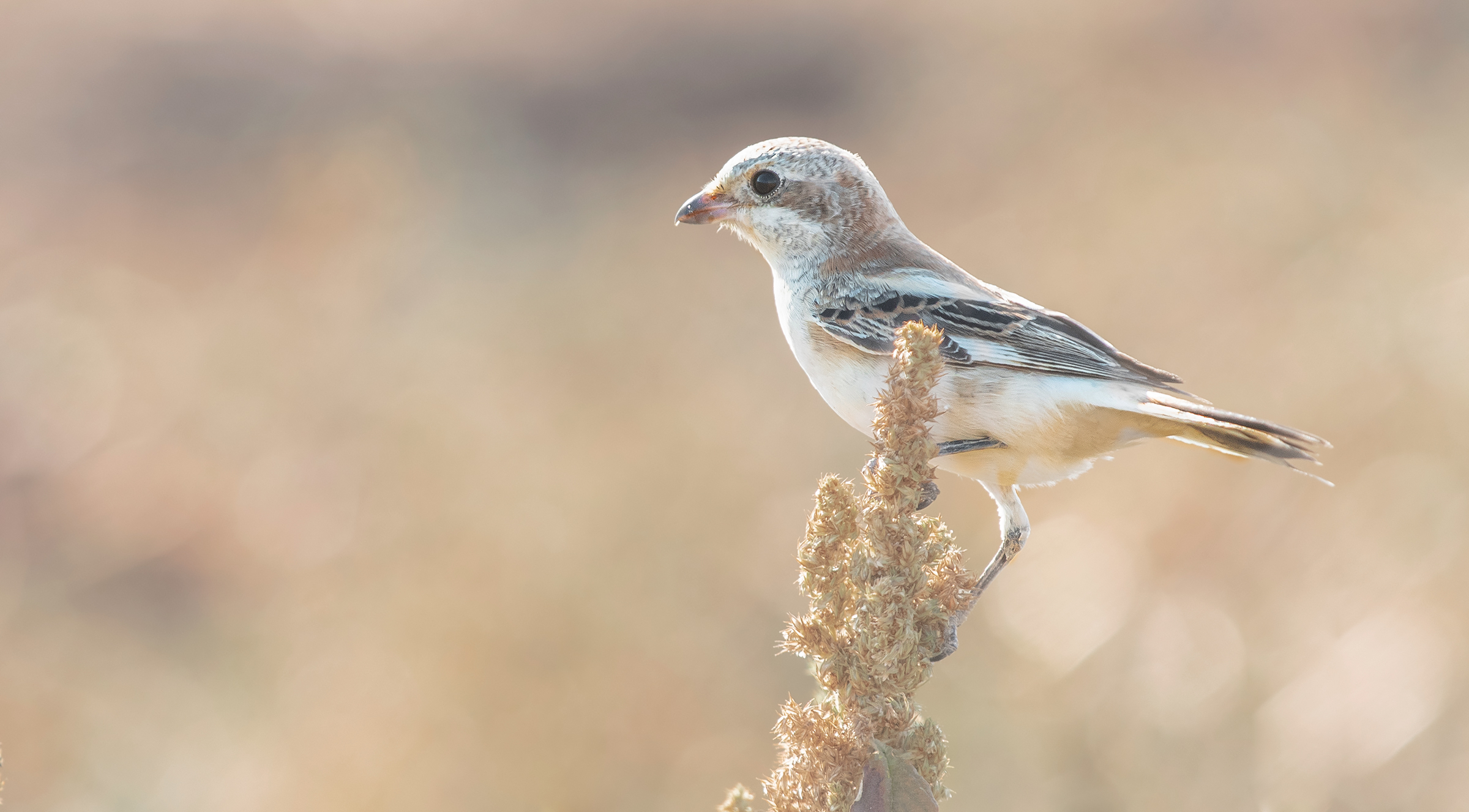 woodchat shrike (juv)