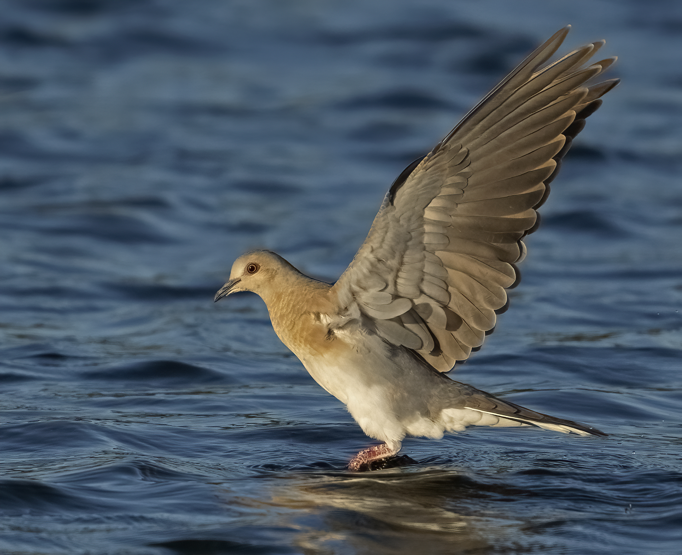 what you have to do to drink ... wild dove gray