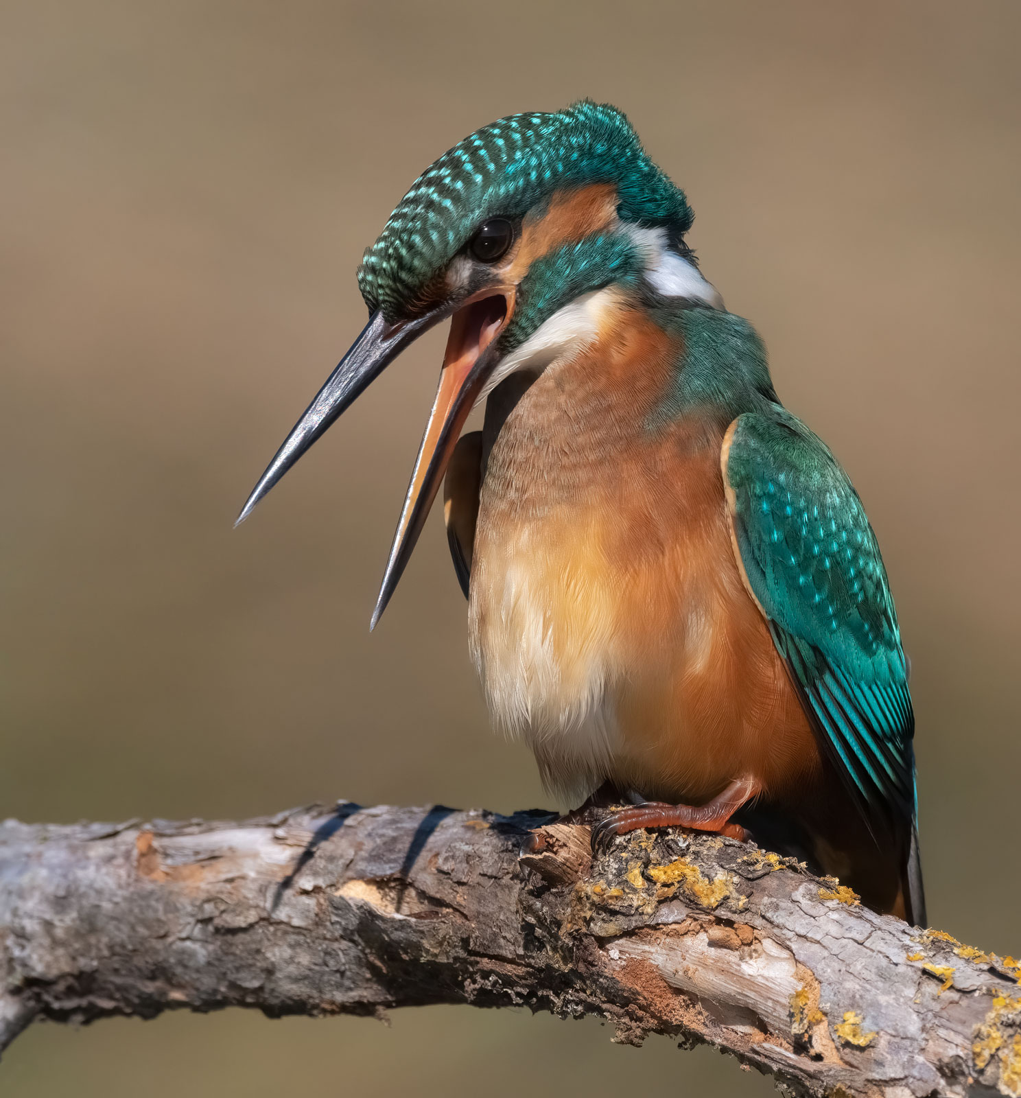 Kingfisher