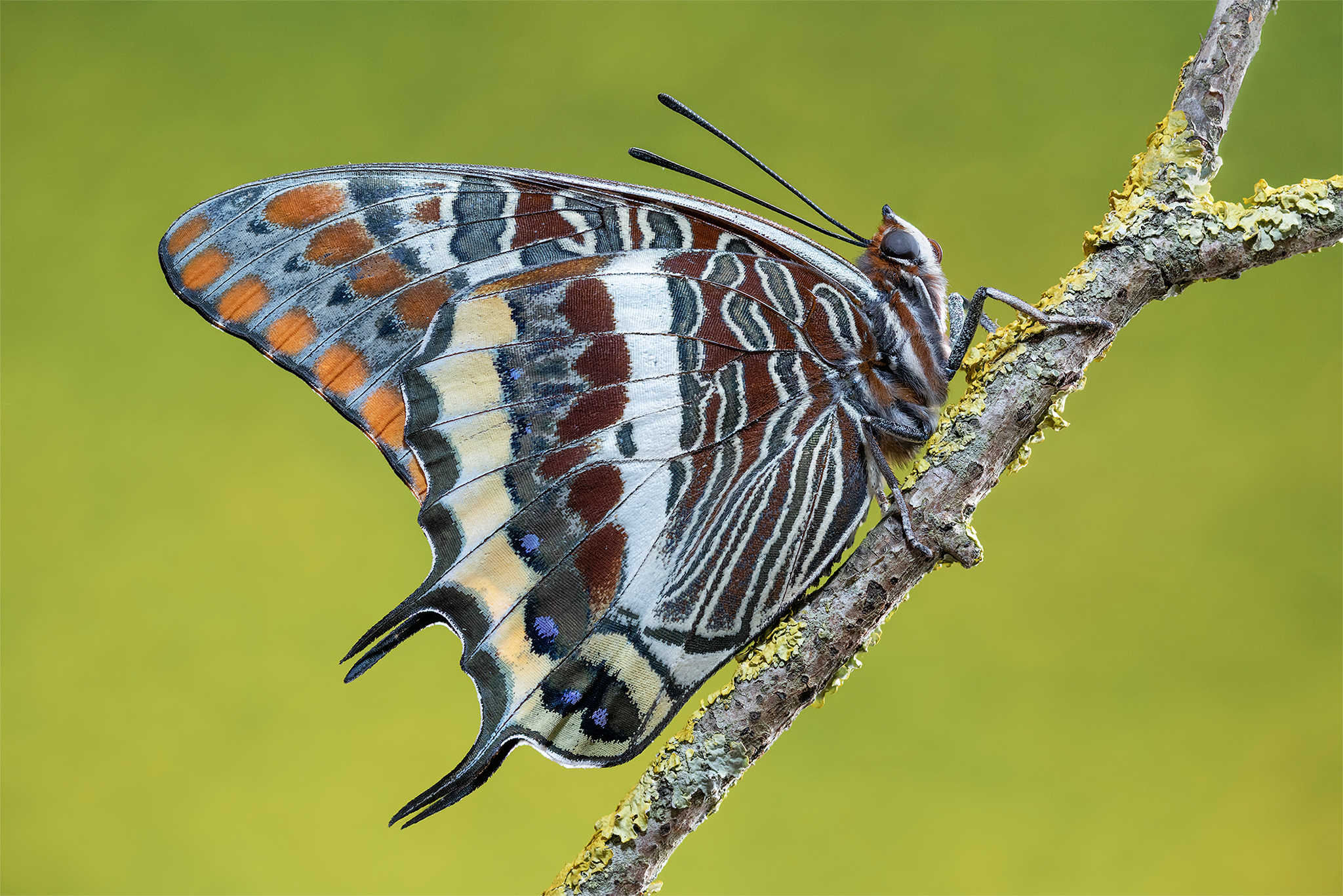 Charaxes jasius